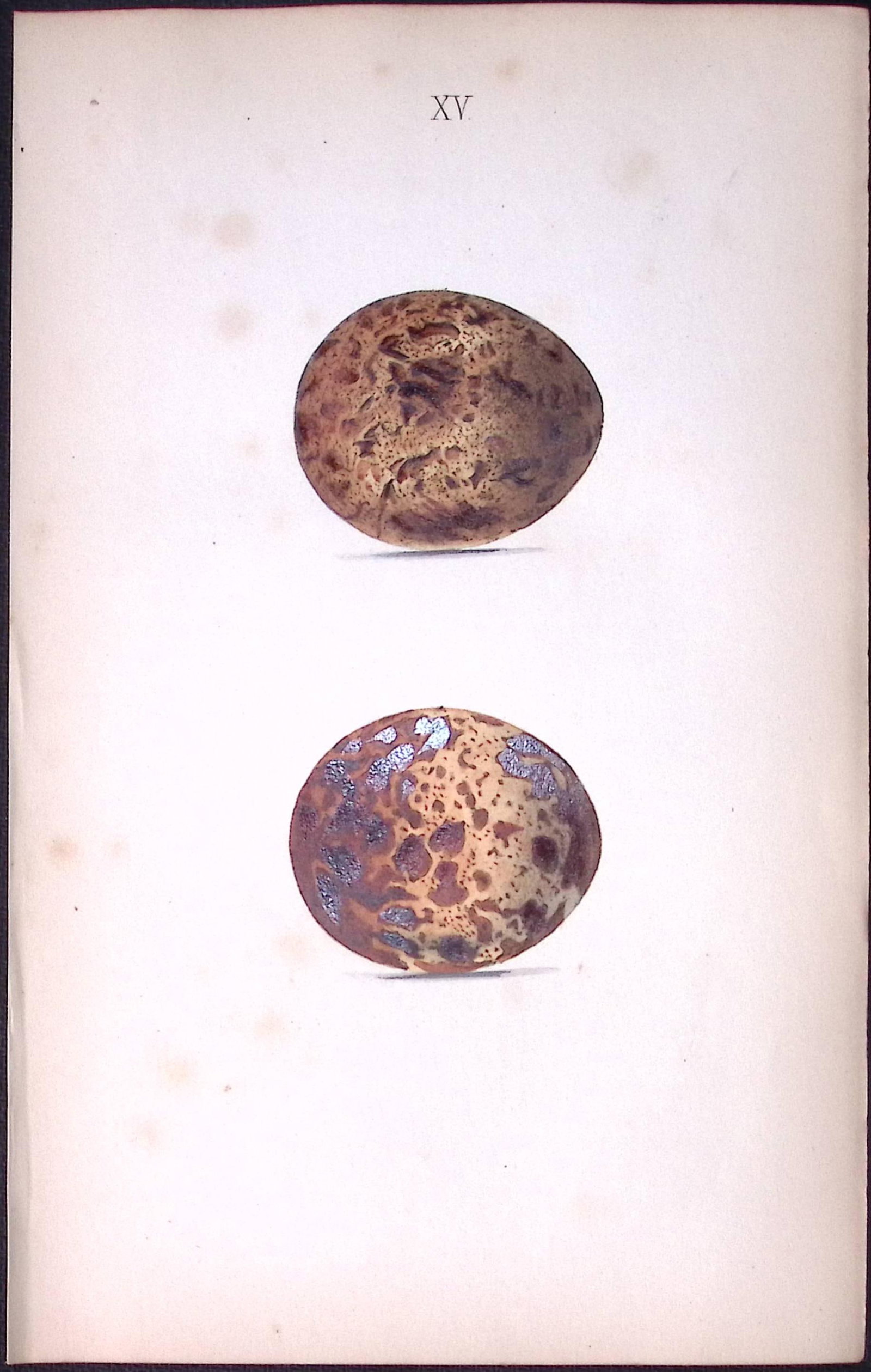 Rough Buzzard -William Hewitson Antique Nests & Eggs of British Birds Print-15: Title: Rough Buzzard -William Hewitson Antique Nests & Eggs of British Birds Print-15 Description: This Antique Print Was Removed From a 170 Years-Old Edition William Hewitson. Coloured