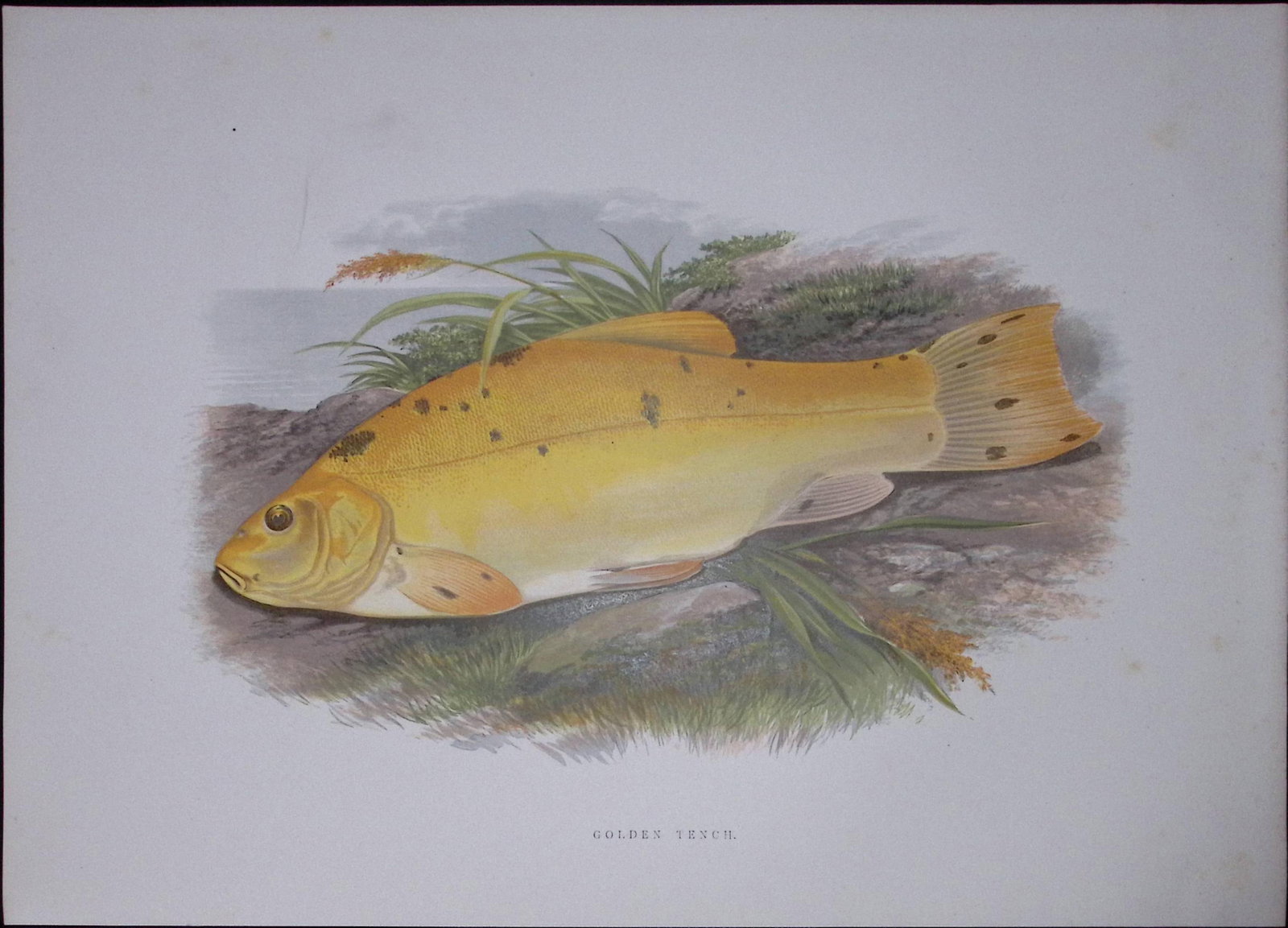Golden Tench Rev Houghton British Freshwater Fish 1879 Scarce Engraving-29: Title: Golden Tench Rev Houghton British Freshwater Fish 1879 Scarce Engraving-29 Description: This First Edition Wood Engraving Print Was Removed from an Antique Edition. From The Library