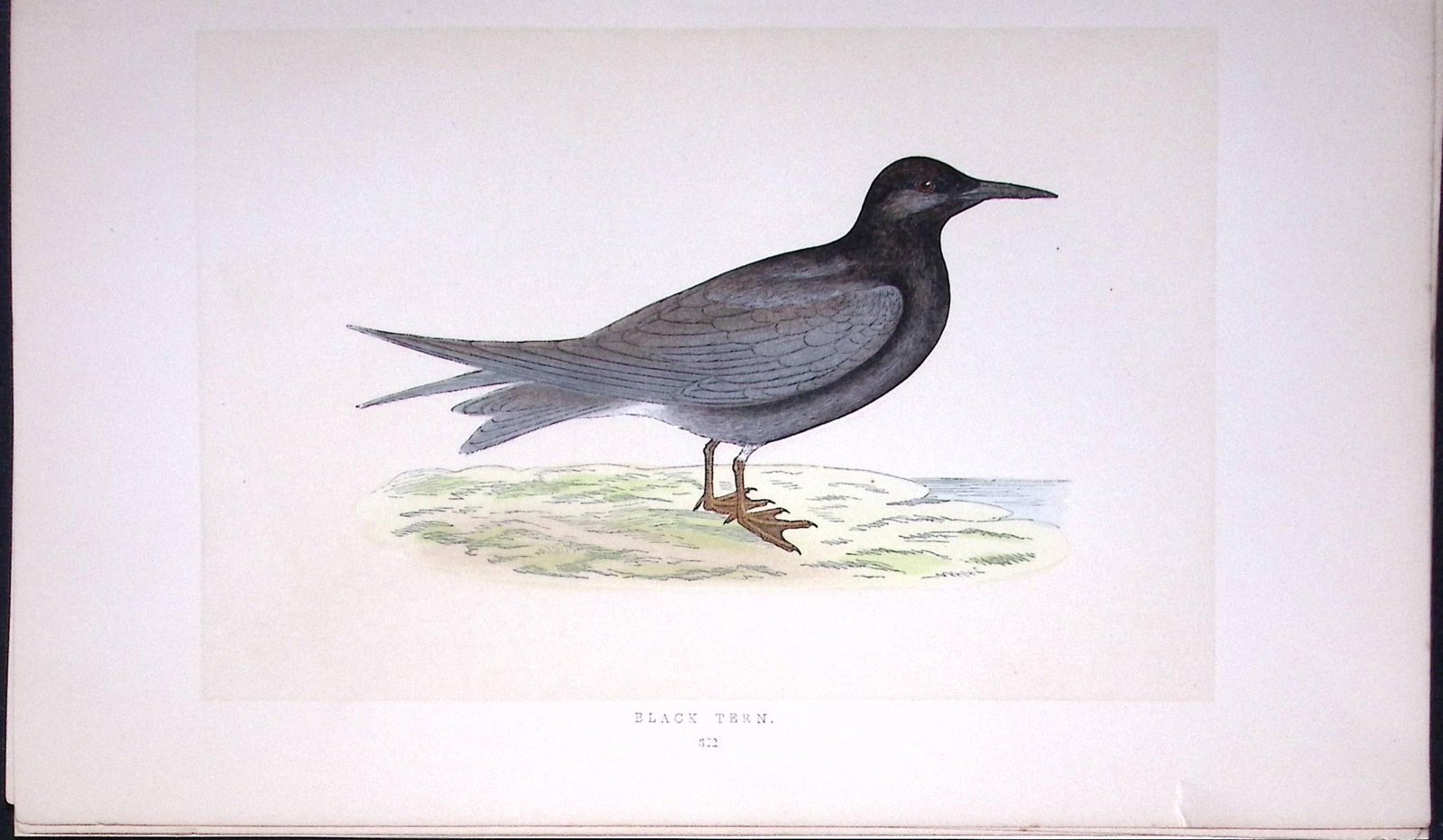 Black Tern Bird- Rev Morris First Edition Antique Woodblock Engraving-195: Title: Black Tern Bird- Rev Morris First Edition Antique Woodblock Engraving-195 Description: This Chromolithographic Woodblock Engraving Has Been Removed from a First Antique Edition of. Rev F O