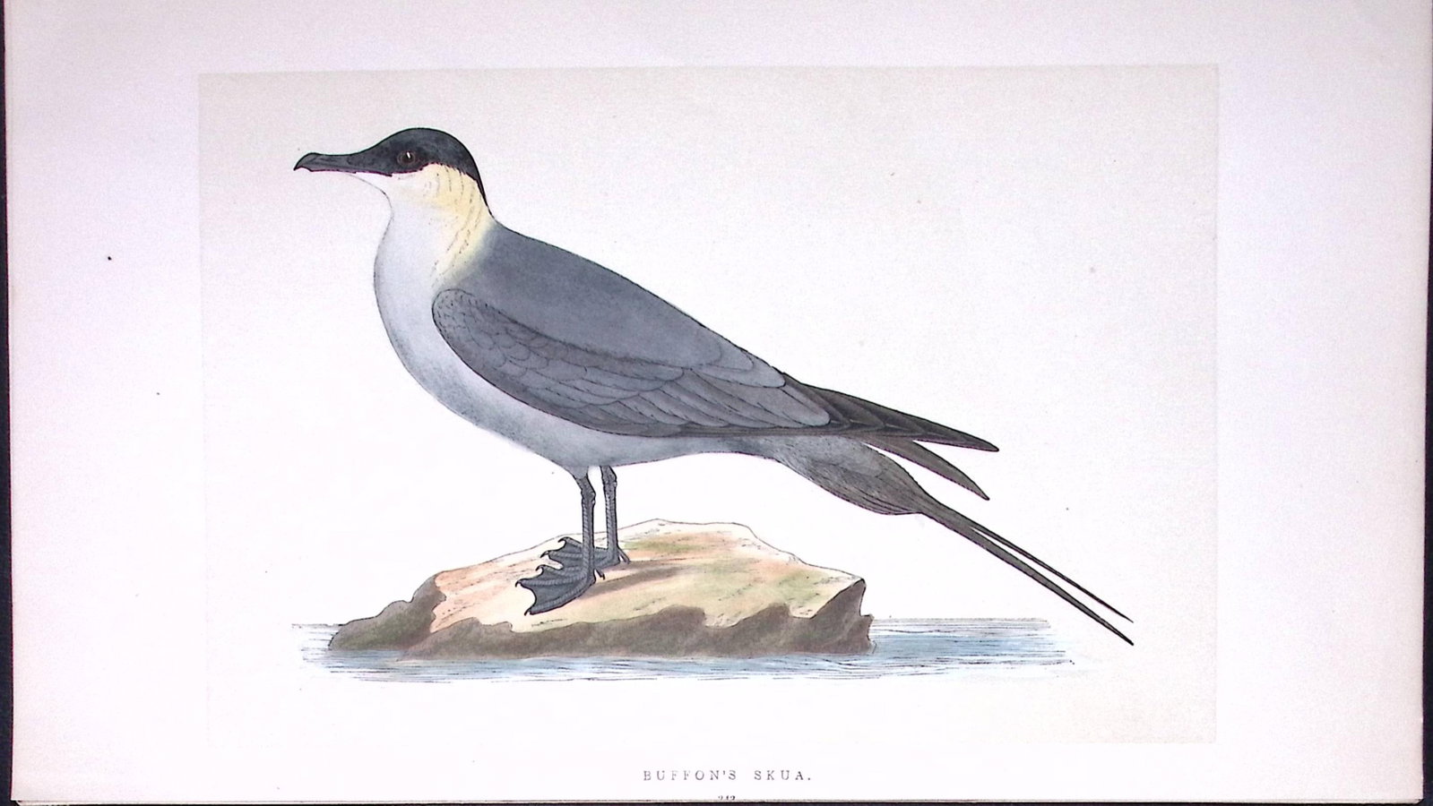 uffon’s Skua Bird- Rev Morris First Edition Antique Woodblock Engraving-216: Title: uffon’s Skua Bird- Rev Morris First Edition Antique Woodblock Engraving-216 Description: This Chromolithographic Woodblock Engraving Has Been Removed from a First Antique Edition of. Rev
