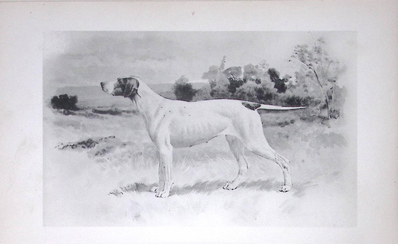 Pointer Antique Book Plate Rawdon Lee Modern Dogs 1893-56 (1 of 2)