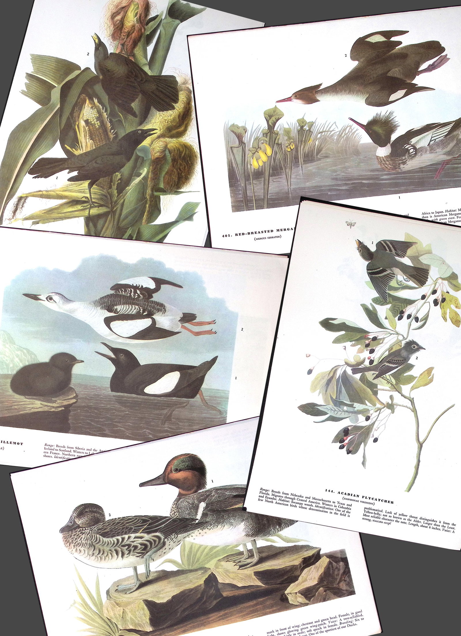 Job-Lot John James Audubon Birds of America 72-Year-Old Coloured Book Plates-14: Title: Job-Lot John James Audubon Birds of America 72-Year-Old Coloured Book Plates-14 Description: This Collection of 5 Double-Sided Vintage Prints Has Been Removed from an Edition
