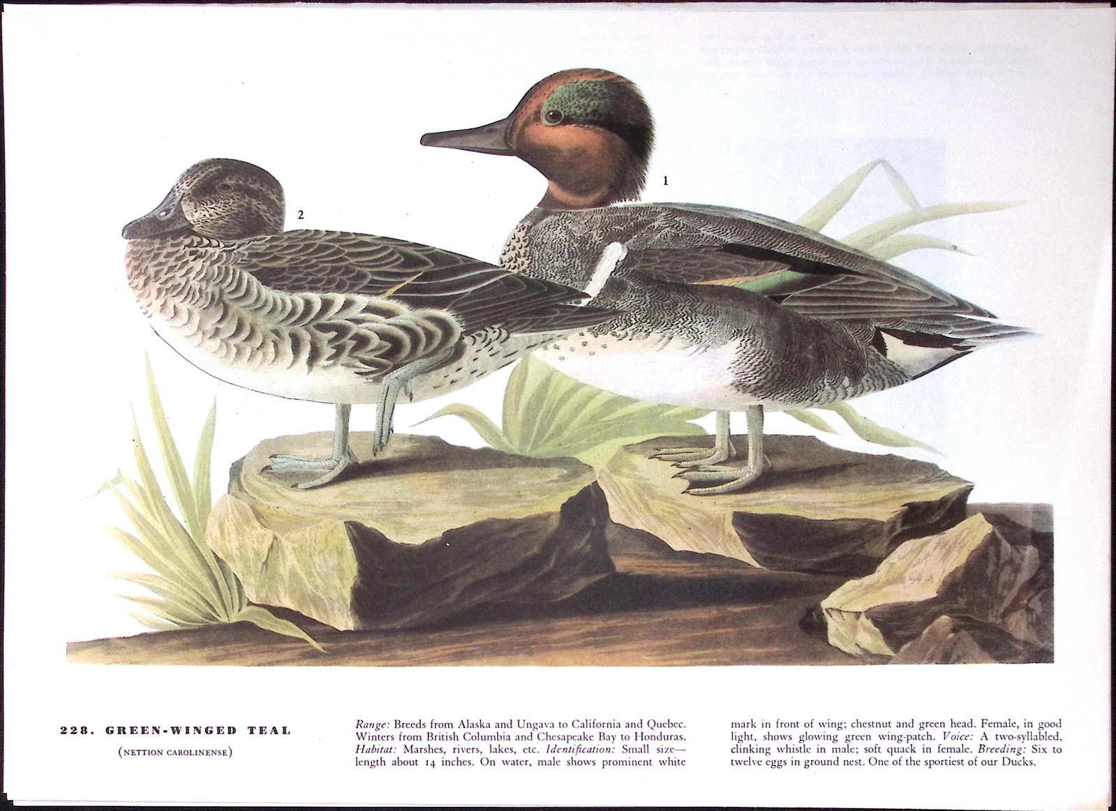 Job-Lot John James Audubon Birds of America 72-Year-Old Coloured Book Plates-14 - 5