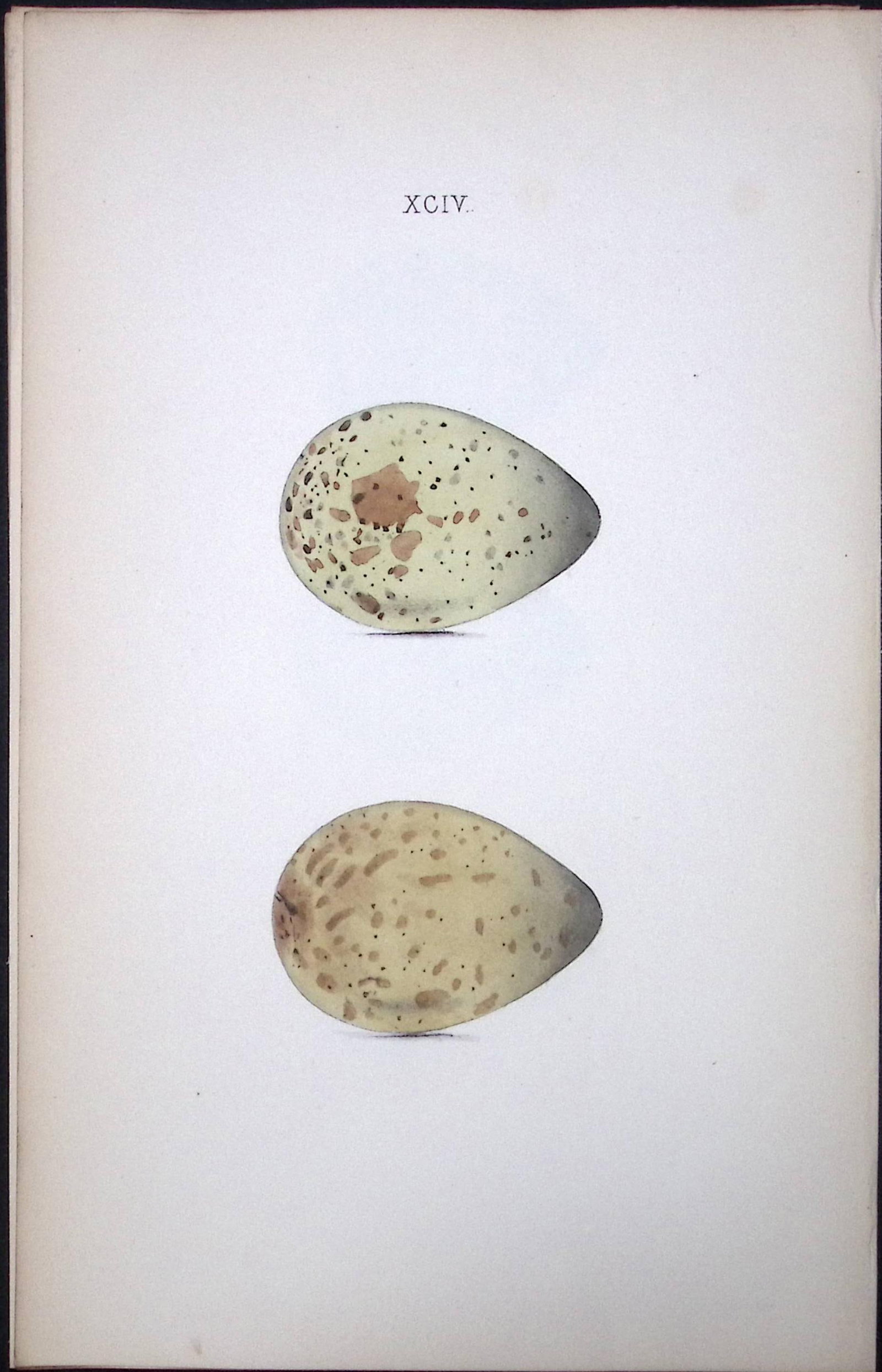 Bar Tailed Godwit -William Hewitson Antique Nests & Eggs of British Birds Print-86: Title: Bar Tailed Godwit -William Hewitson Antique Nests & Eggs of British Birds Print-86 Description: This Antique Print Was Removed From a 170 Years-Old Edition William Hewitson. Coloured