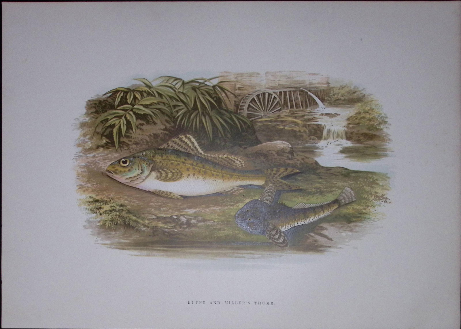 Ruffe & Millar’s Thumb Rev Houghton British Freshwater Fish 1879 Scarce Engraving-40: Title: Ruffe & Millar’s Thumb Rev Houghton British Freshwater Fish 1879 Scarce Engraving-40 Description: This First Edition Wood Engraving Print Was Removed from an Antique Edition. <