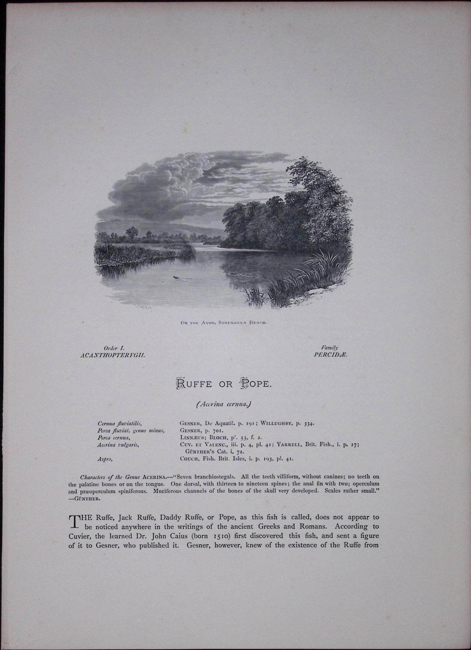Ruffe & Millar’s Thumb Rev Houghton British Freshwater Fish 1879 Scarce Engraving-40 - 2