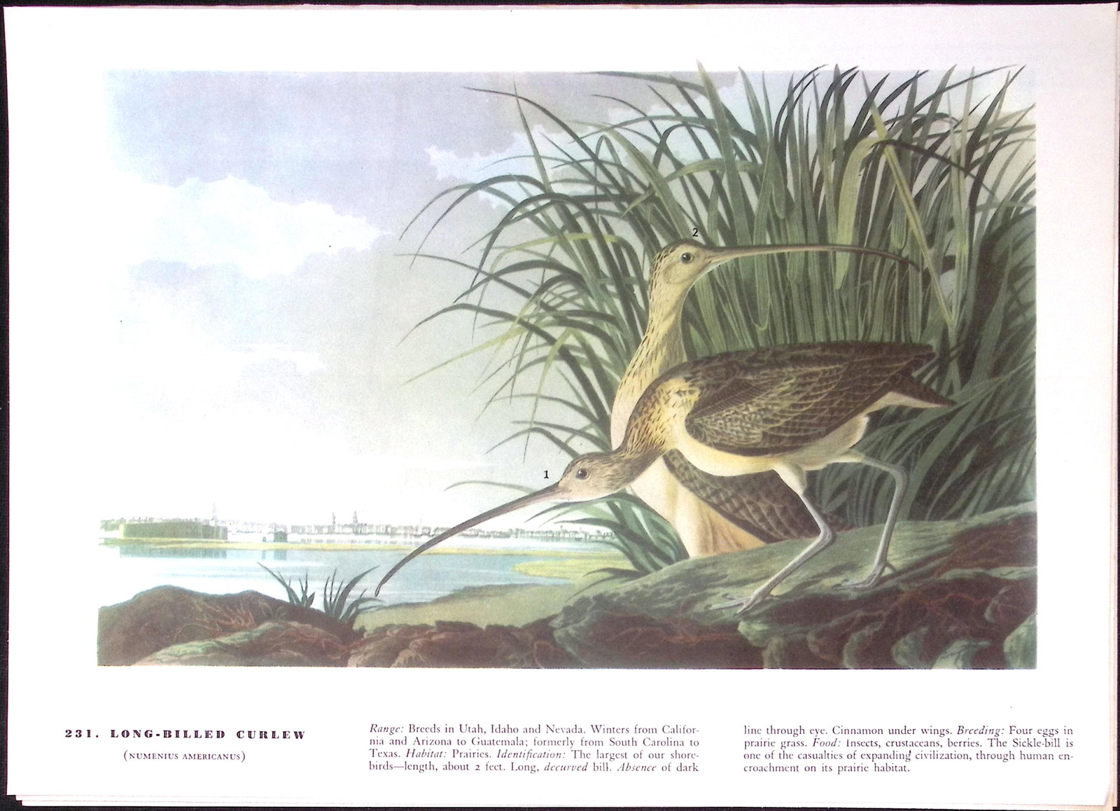 Job-Lot John James Audubon Birds of America 72-Year-Old Coloured Book Plates-16 - 2