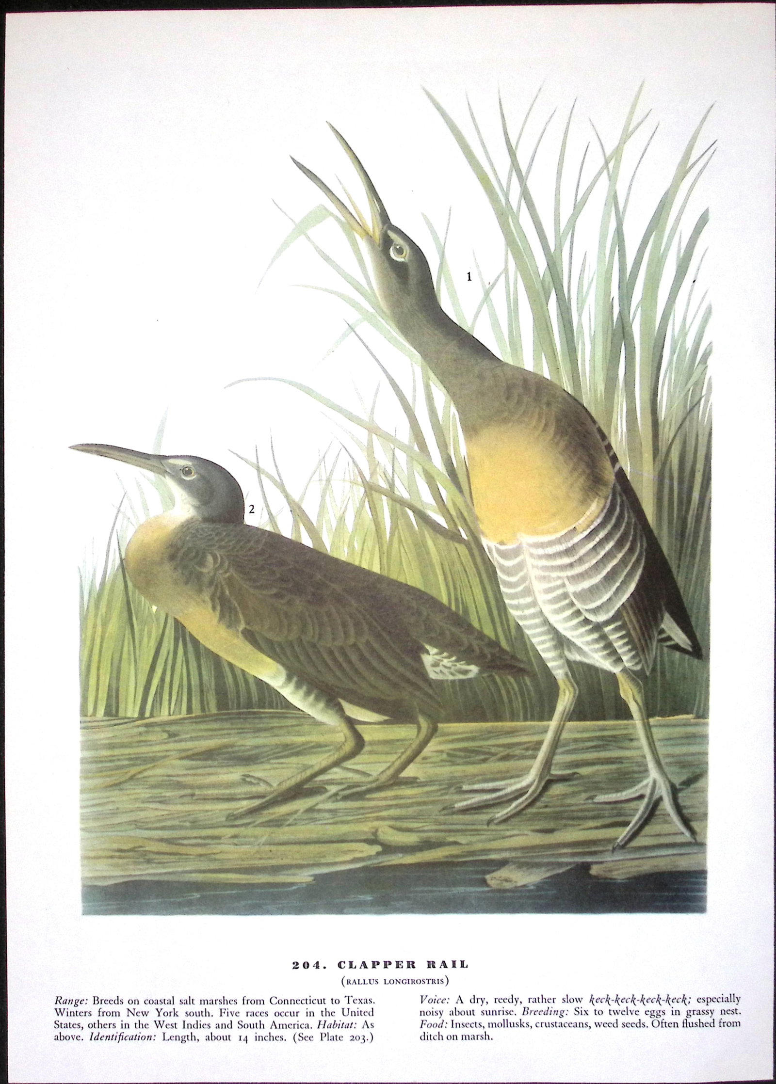 Job-Lot John James Audubon Birds of America 72-Year-Old Coloured Book Plates-16 - 3