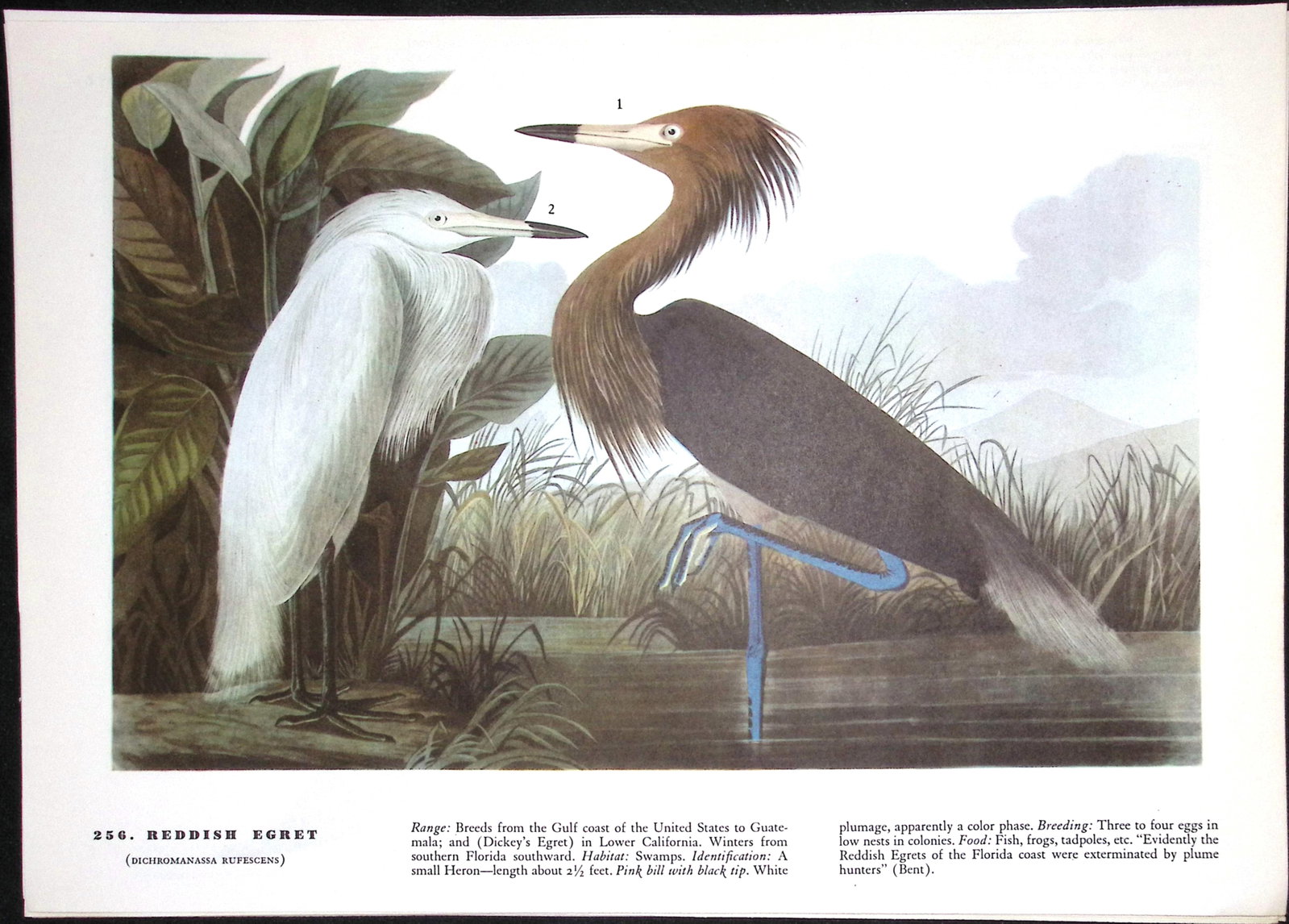 Job-Lot John James Audubon Birds of America 72-Year-Old Coloured Book Plates-16 - 4