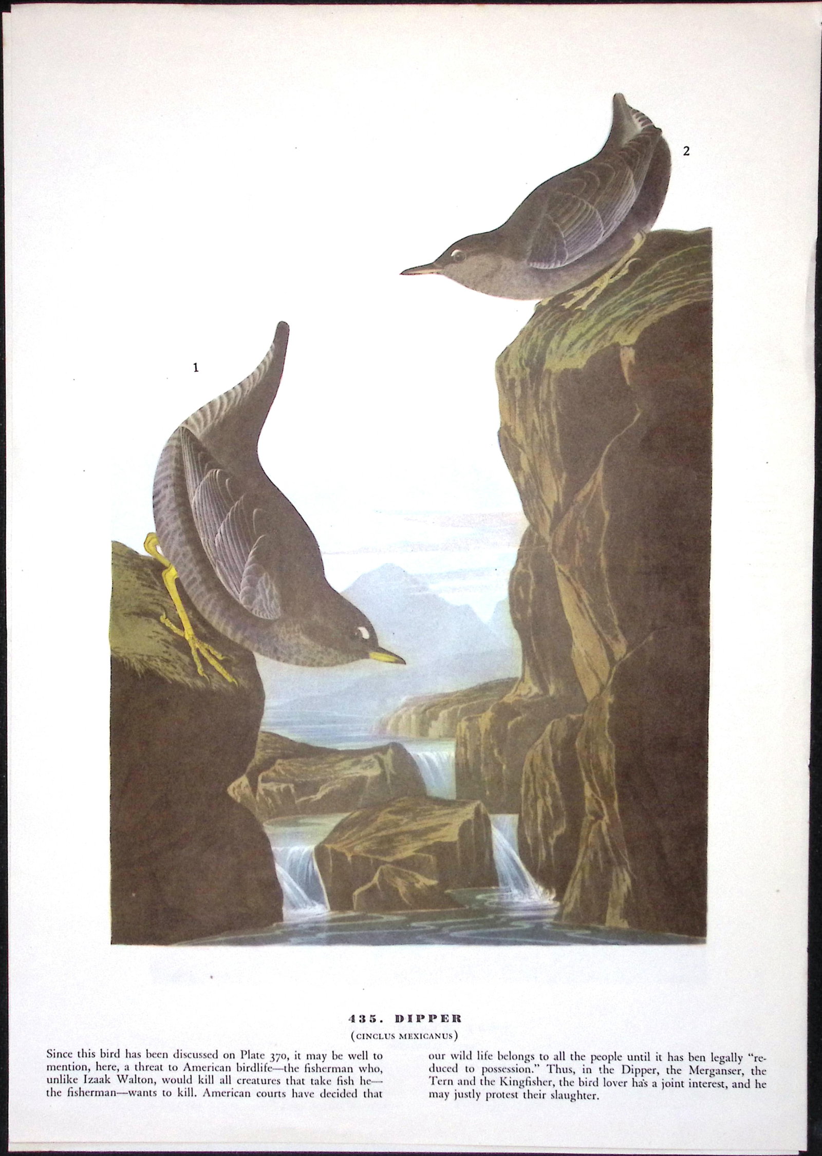 Job-Lot John James Audubon Birds of America 72-Year-Old Coloured Book Plates-16 - 5