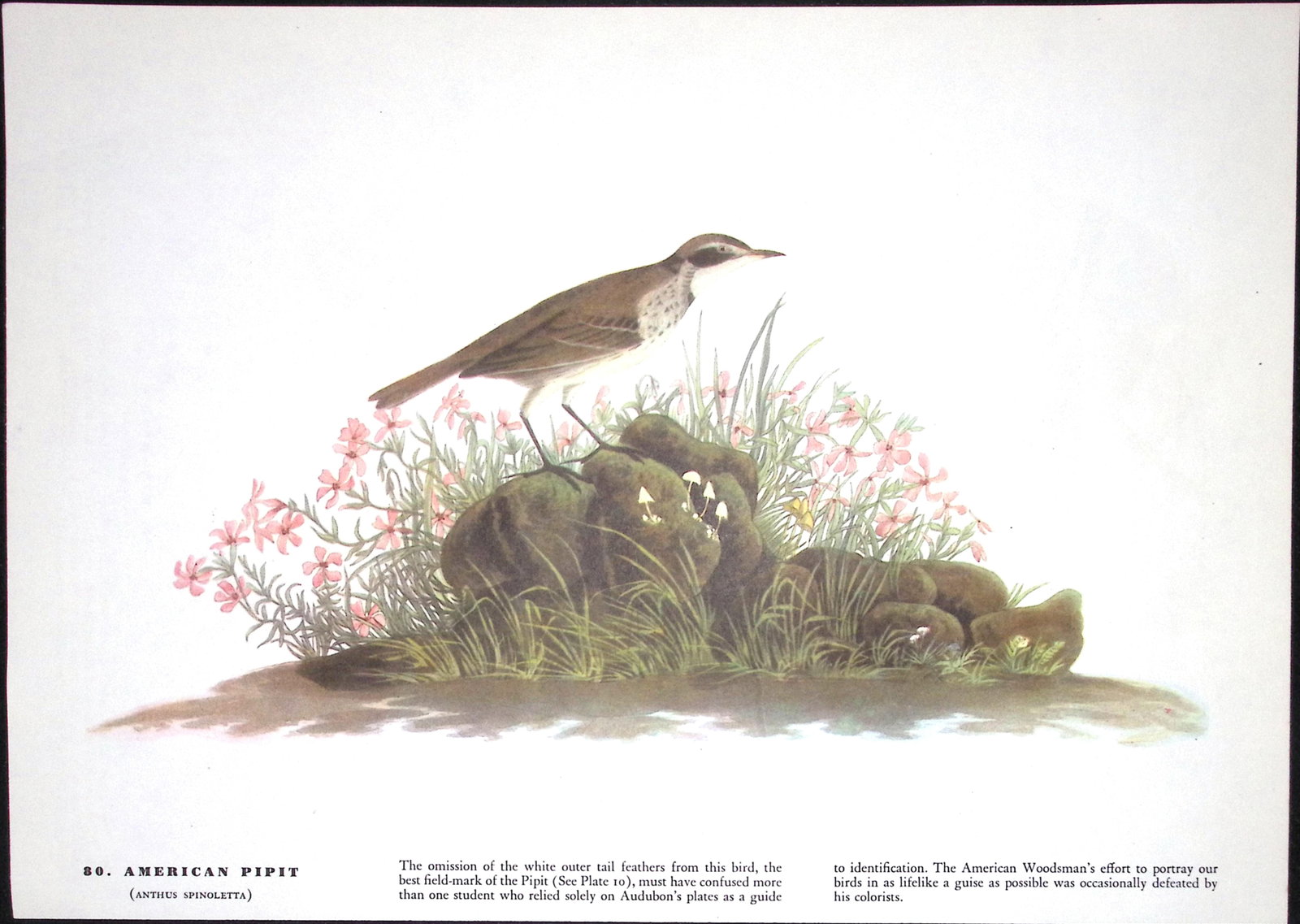 Job-Lot John James Audubon Birds of America 72-Year-Old Coloured Book Plates-16 - 6
