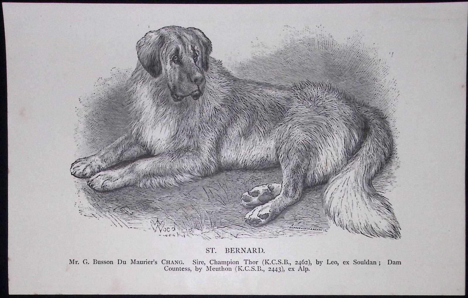 St Bernard British Dogs by Hugh Dalziel 1889 Antique Book Plate-45: Title: St Bernard British Dogs by Hugh Dalziel 1889 Antique Book Plate-45 Description: This Antique Book Plate Was Removed from a Edition of British Dogs by Hugh Dalziel 1889. Each Print Measures
