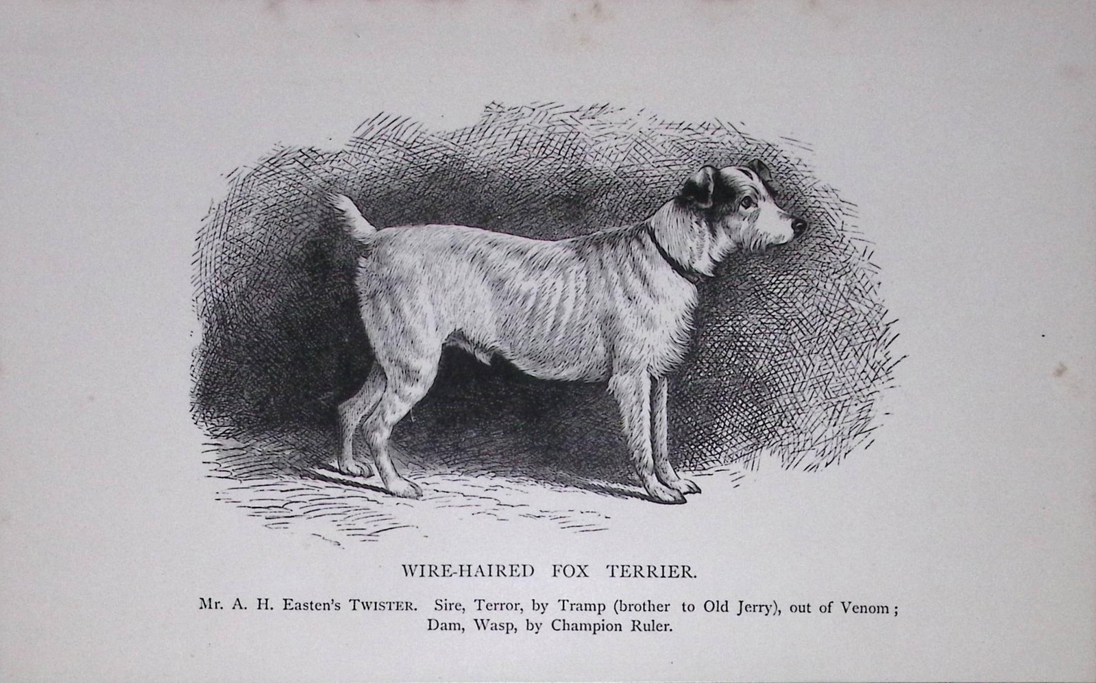 Wire-Haired Fox Terrier British Dogs by Hugh Dalziel 1889 Antique Book Plate-55: Title: Wire-Haired Fox Terrier British Dogs by Hugh Dalziel 1889 Antique Book Plate-55 Description: This Antique Book Plate Was Removed from a Edition of British Dogs by Hugh Dalziel 1889. Each Print