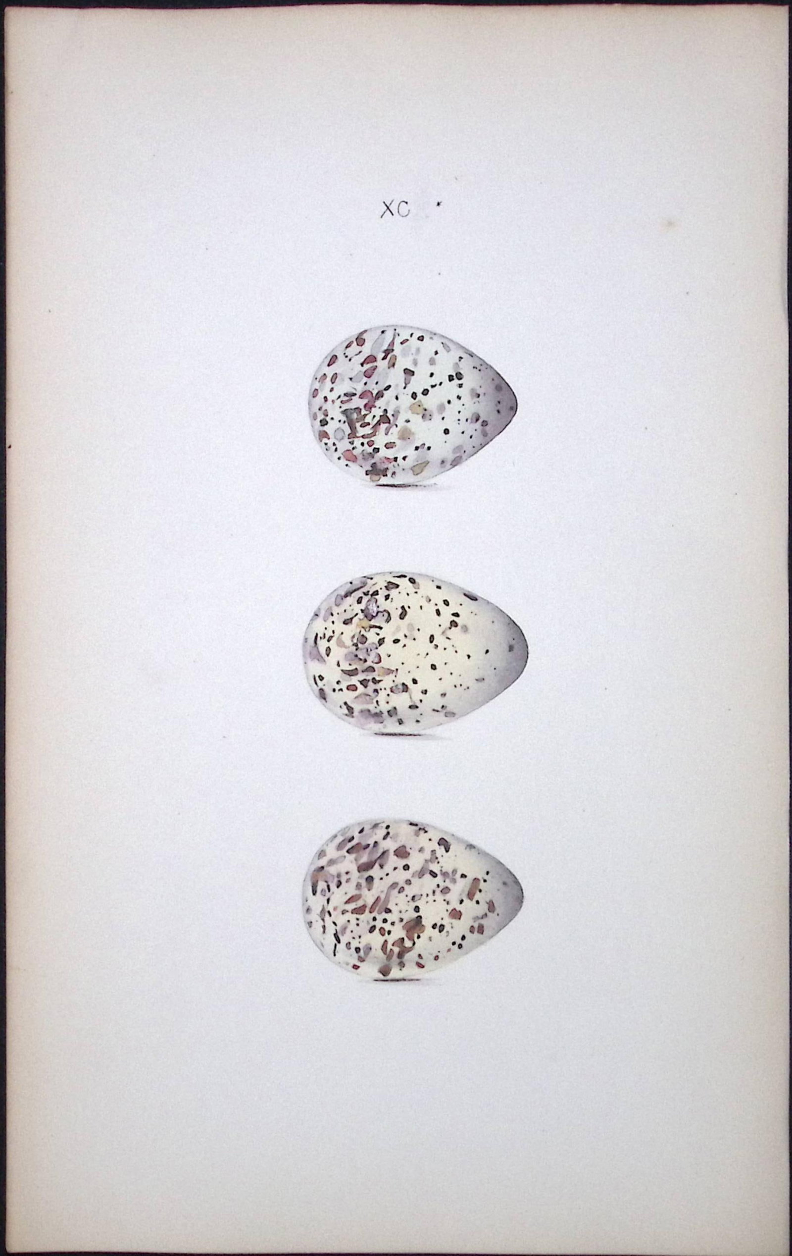 Green Sandpiper -William Hewitson Antique Nests & Eggs of British Birds Print-84 (1 of 1)