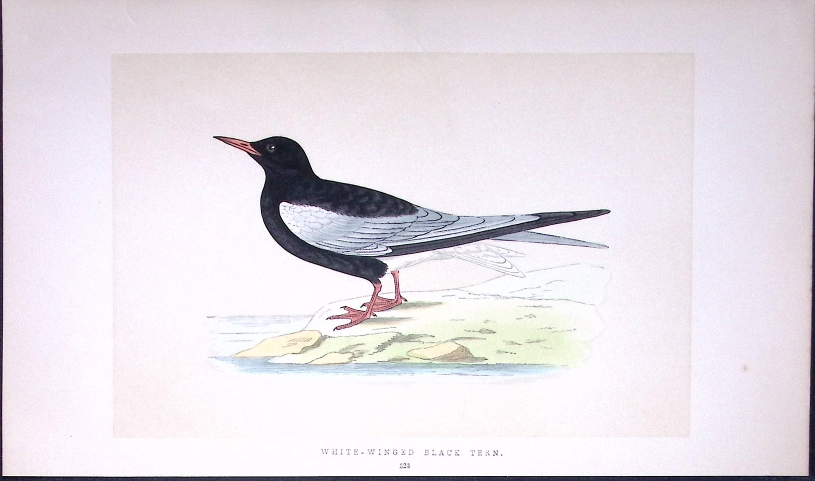 Winged Tern Bird- Rev Morris First Edition Antique Woodblock Engraving-196: Title: Winged Tern Bird- Rev Morris First Edition Antique Woodblock Engraving-196 Description: This Chromolithographic Woodblock Engraving Has Been Removed from a First Antique Edition of.