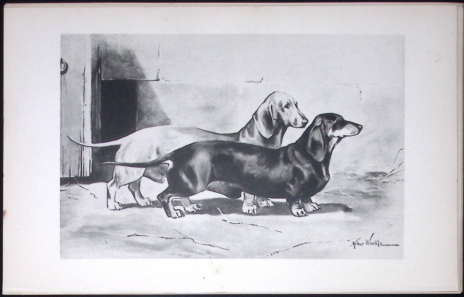 Dachshunds Antique Book Plate Rawdon Lee Modern Dogs 1893-47: Title: Dachshunds Antique Book Plate Rawdon Lee Modern Dogs 1893-47 Description: This Antique Book Plate Was Removed from an Edition of Modern Dogs by Rawdon Lee 1893. Each Print Measures Appro