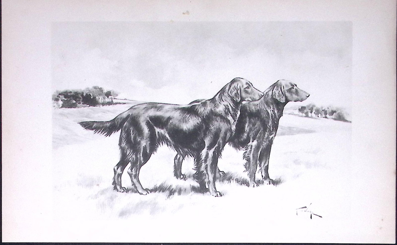 Pair Curly Coated Retrievers Antique Book Plate Rawdon Lee Modern Dogs-40 (1 of 2)