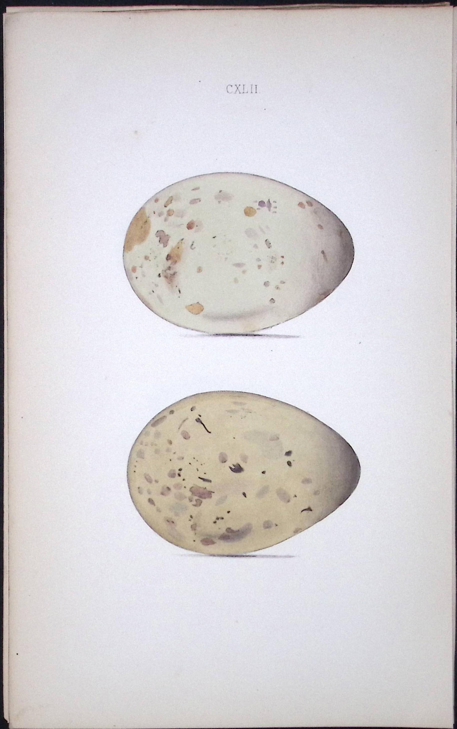 Skua Gull-William Hewitson Antique Nests & Eggs of British Birds Print-98: Title: Skua Gull-William Hewitson Antique Nests & Eggs of British Birds Print-98 Description: This Antique Print Was Removed From a 170 Years-Old Edition William Hewitson. Coloured Illustrations