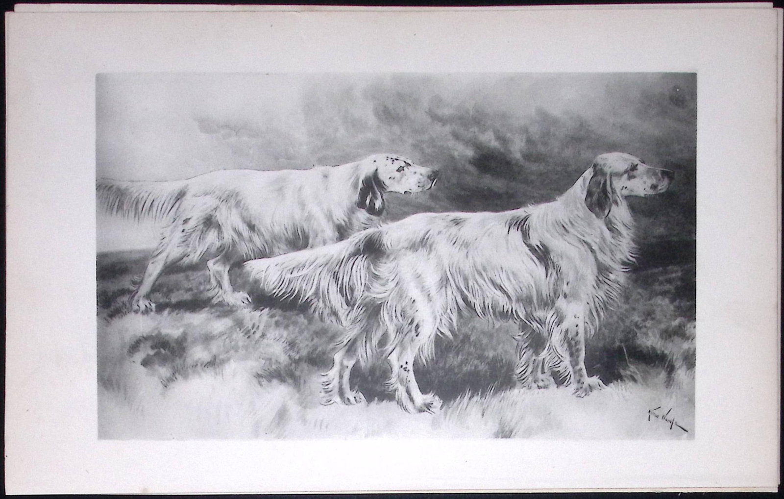 English Setters Antique Book Plate Rawdon Lee Modern Dogs 1893-36 (1 of 2)