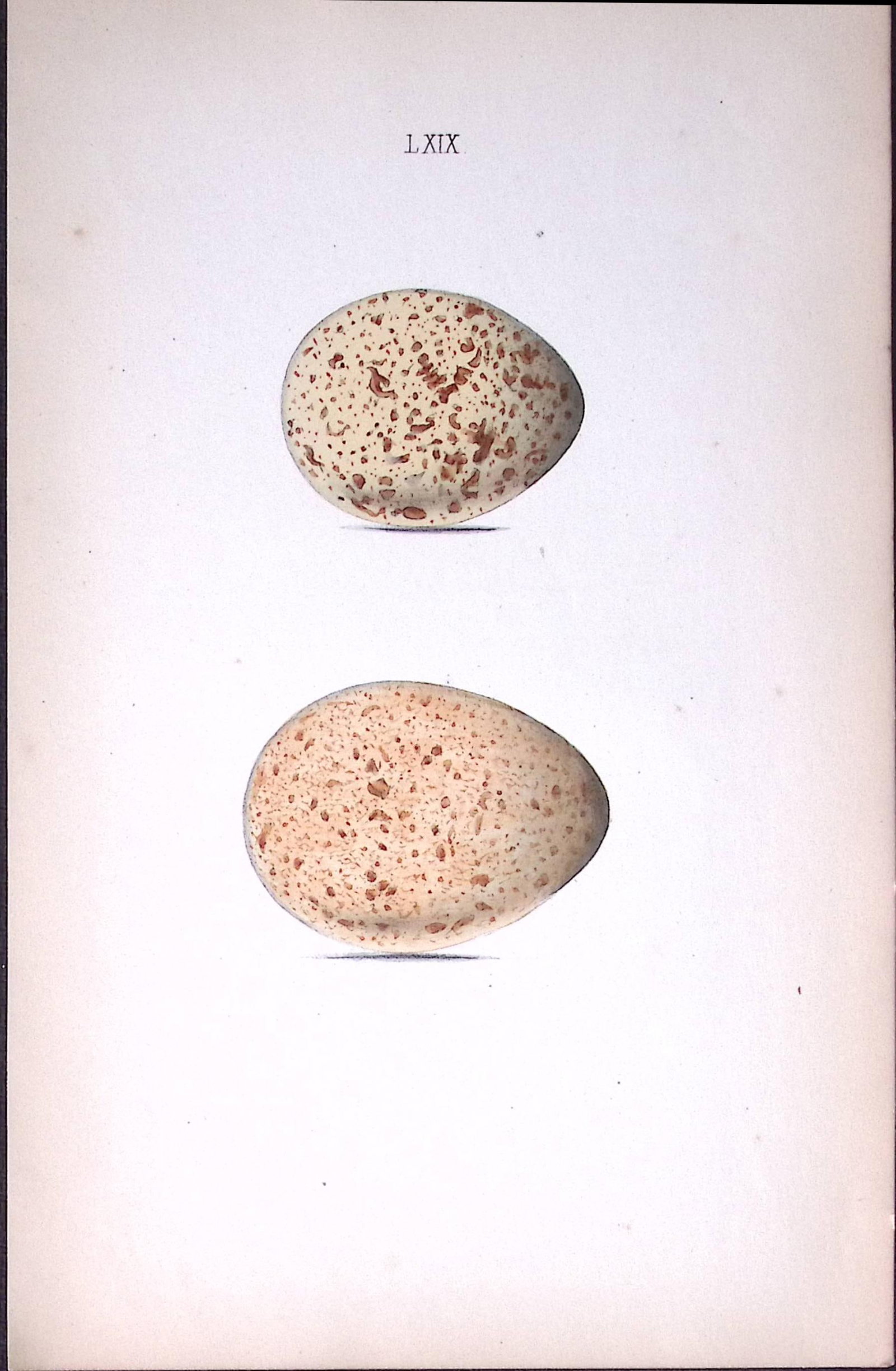 Black Grouse -William Hewitson Antique Nests & Eggs of British Birds Print-48: Title: Black Grouse -William Hewitson Antique Nests & Eggs of British Birds Print-48 Description: This Antique Print Was Removed From a 170 Years-Old Edition William Hewitson. Coloured