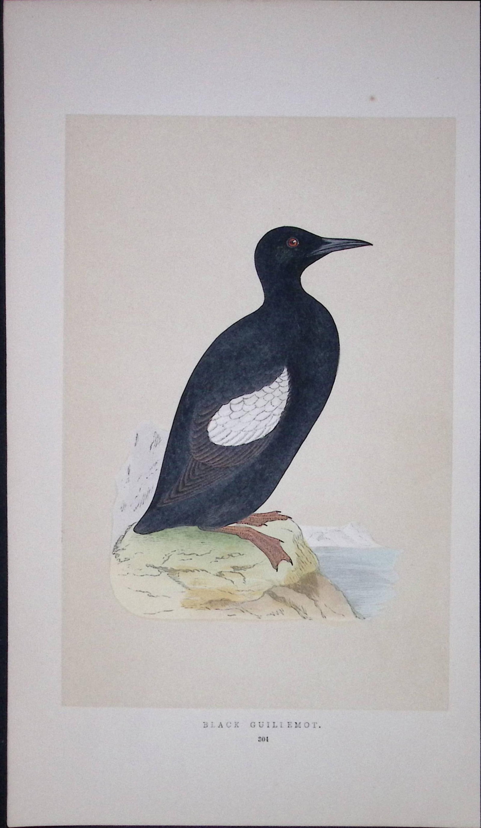 Black Guillemot Bird- Rev Morris First Edition Antique Woodblock Engraving-178 (1 of 2)