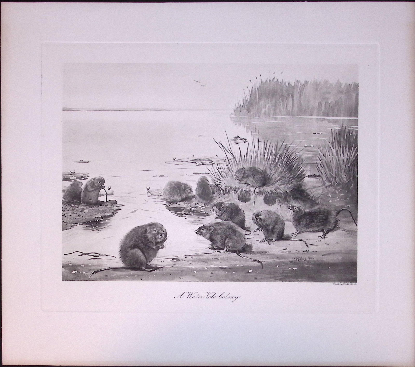 Job-Lot J.G. Millais Rare Limited-Edition The Vole Family Antique Prints-24 - 2