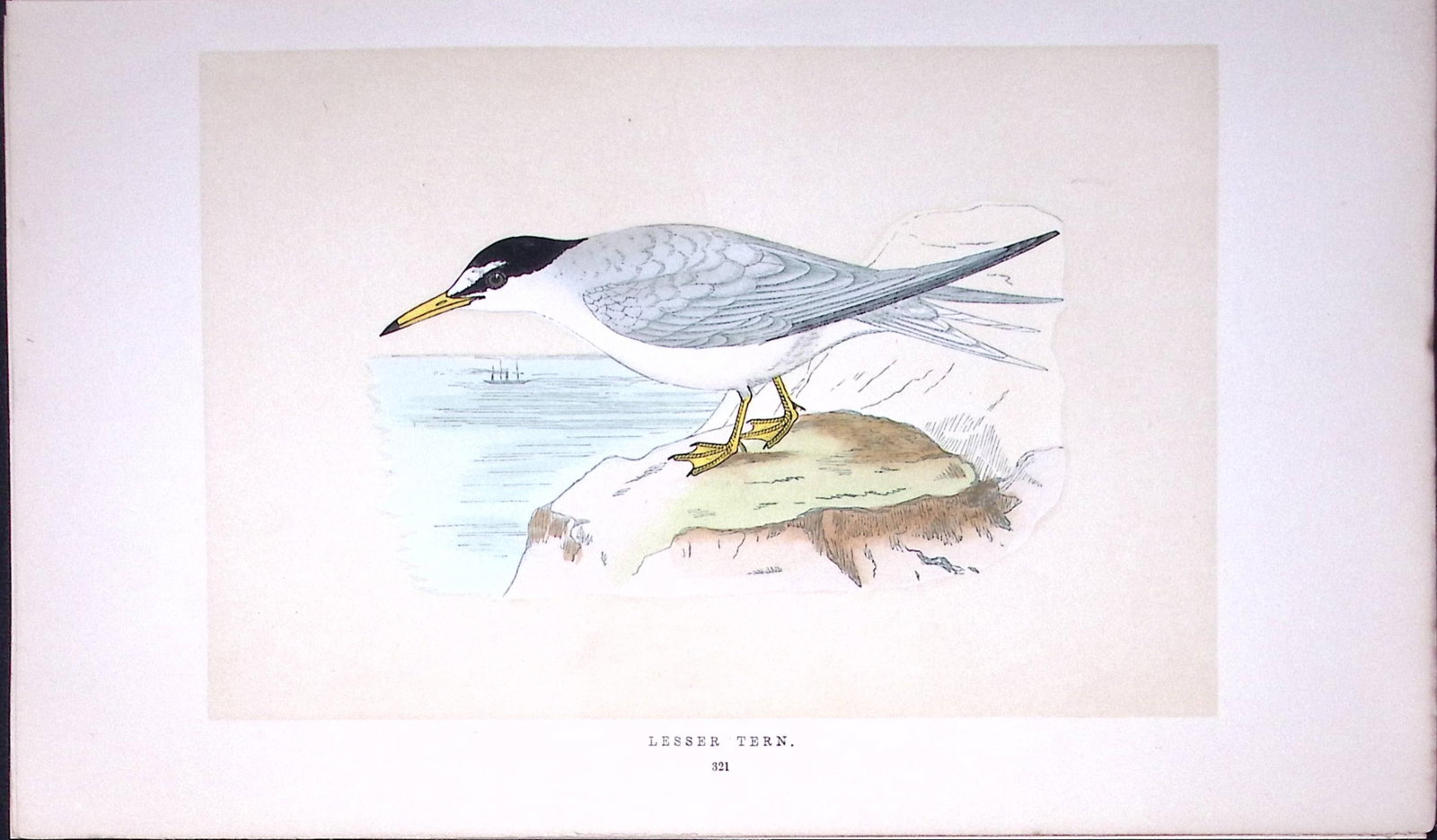 Lesser Tern Bird- Rev Morris First Edition Antique Woodblock Engraving-194: Title: Lesser Tern Bird- Rev Morris First Edition Antique Woodblock Engraving-194 Description: This Chromolithographic Woodblock Engraving Has Been Removed from a First Antique Edition of. Rev F O