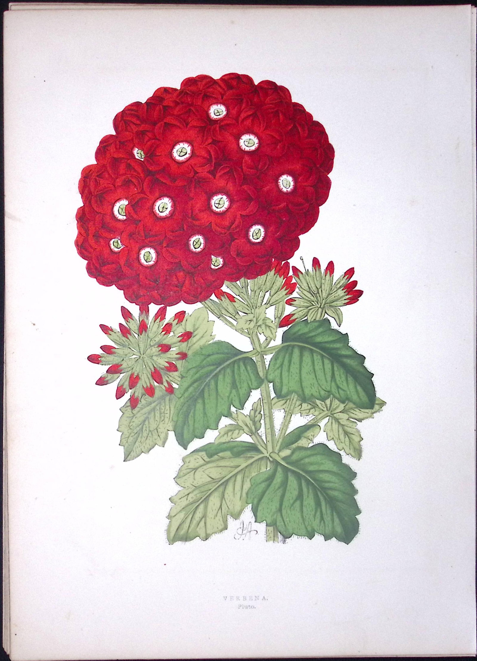 Verbena Flower Antique Shirley Hibbard Greenhouse Coloured Print-8: Title: Verbena Flower Antique Shirley Hibbard Greenhouse Coloured Print-8 Description: This Coloured Antique Print Measure Approximately 9.5” X 6.5” (Inches) 274. x 241.3