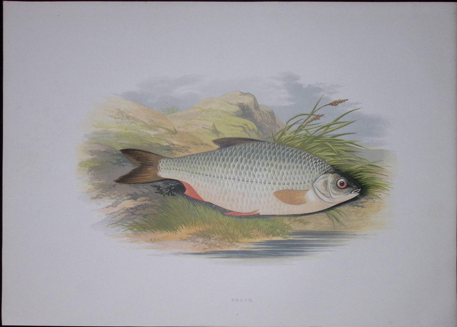 Roach Rev Houghton British Freshwater Fish 1879 Scarce Wood Engraving-34: Title: Roach Rev Houghton British Freshwater Fish 1879 Scarce Wood Engraving-34 Description: This First Edition Wood Engraving Print Was Removed from an Antique Edition. From The Library o