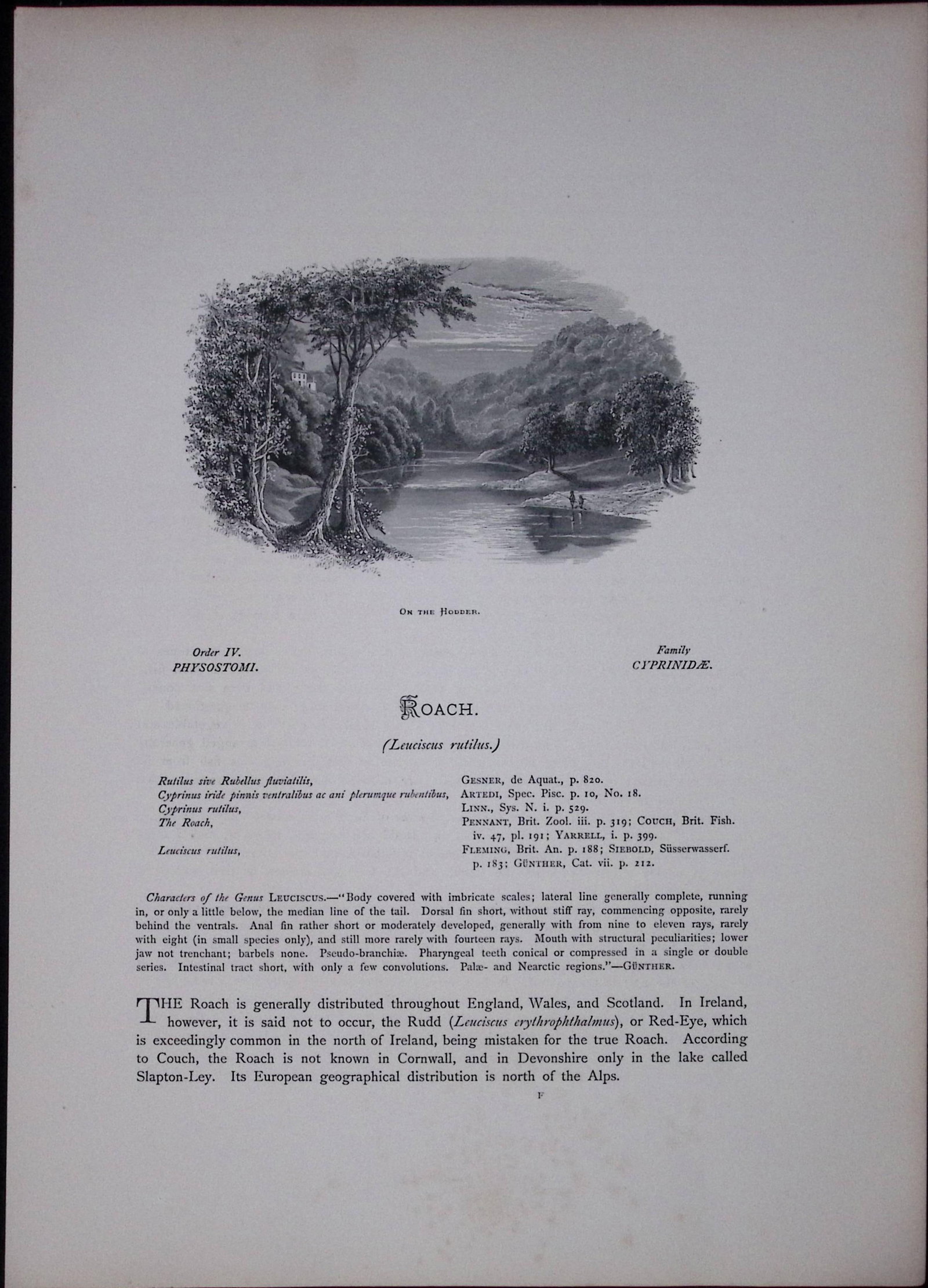 Roach Rev Houghton British Freshwater Fish 1879 Scarce Wood Engraving-34 - 2