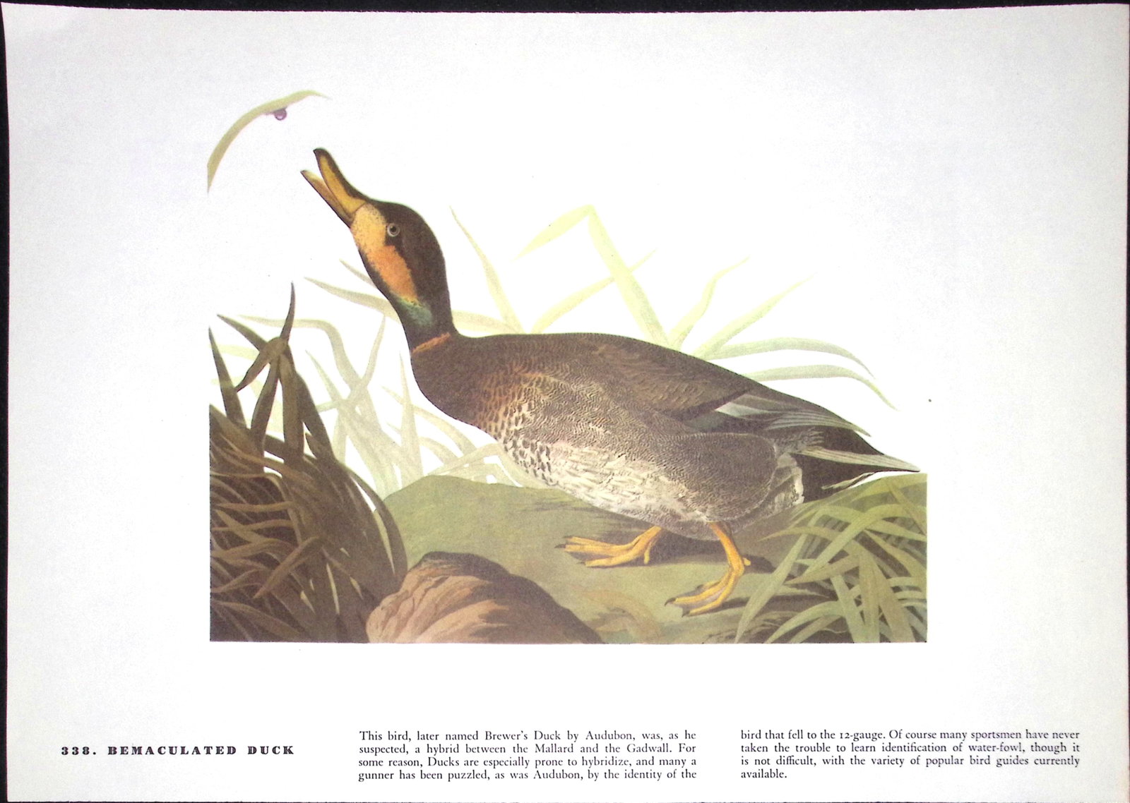 Job-Lot John James Audubon Birds of America 72-Year-Old Coloured Book Plates-1 - 3