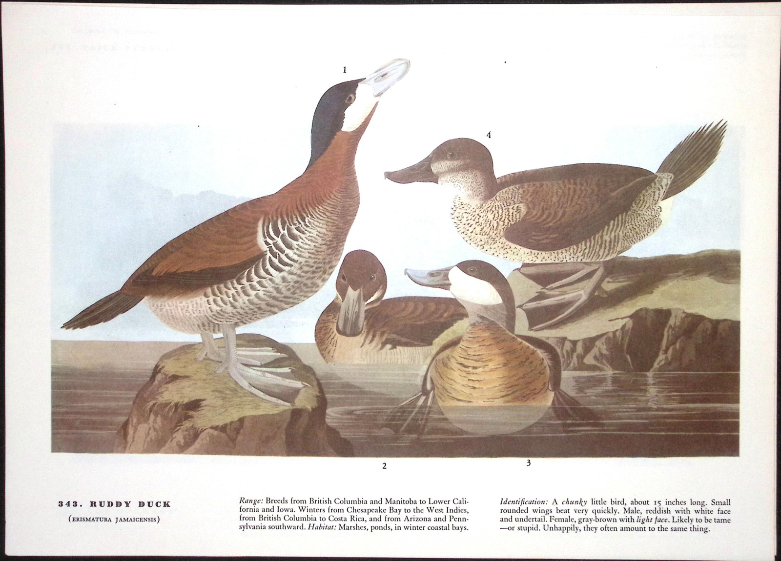 Job-Lot John James Audubon Birds of America 72-Year-Old Coloured Book Plates-1 - 5