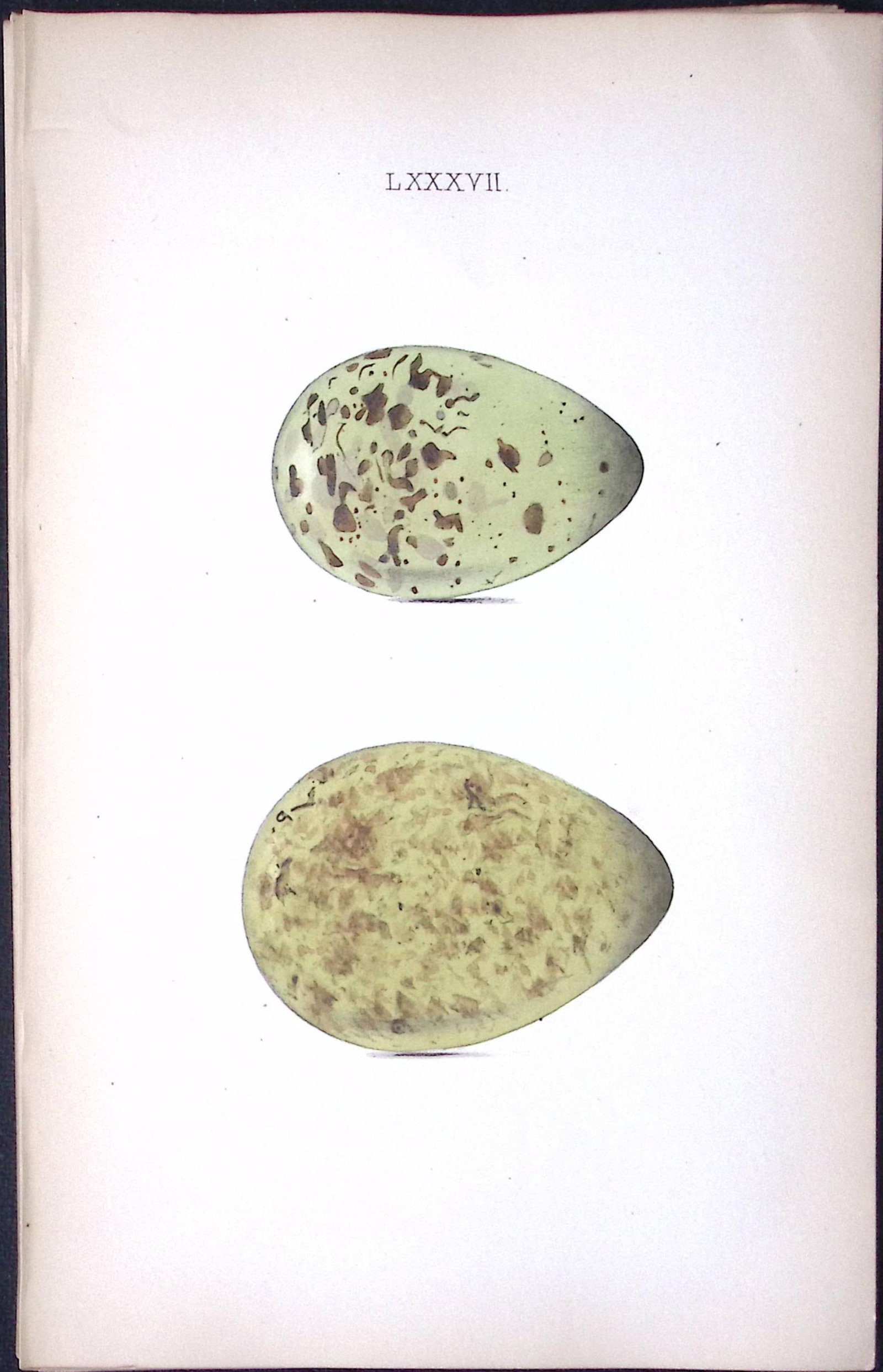 Whimbrel -William Hewitson Antique Nests & Eggs of British Birds Print-81: Title: Whimbrel -William Hewitson Antique Nests & Eggs of British Birds Print-81 Description: This Antique Print Was Removed From a 170 Years-Old Edition William Hewitson. Coloured Illustrations