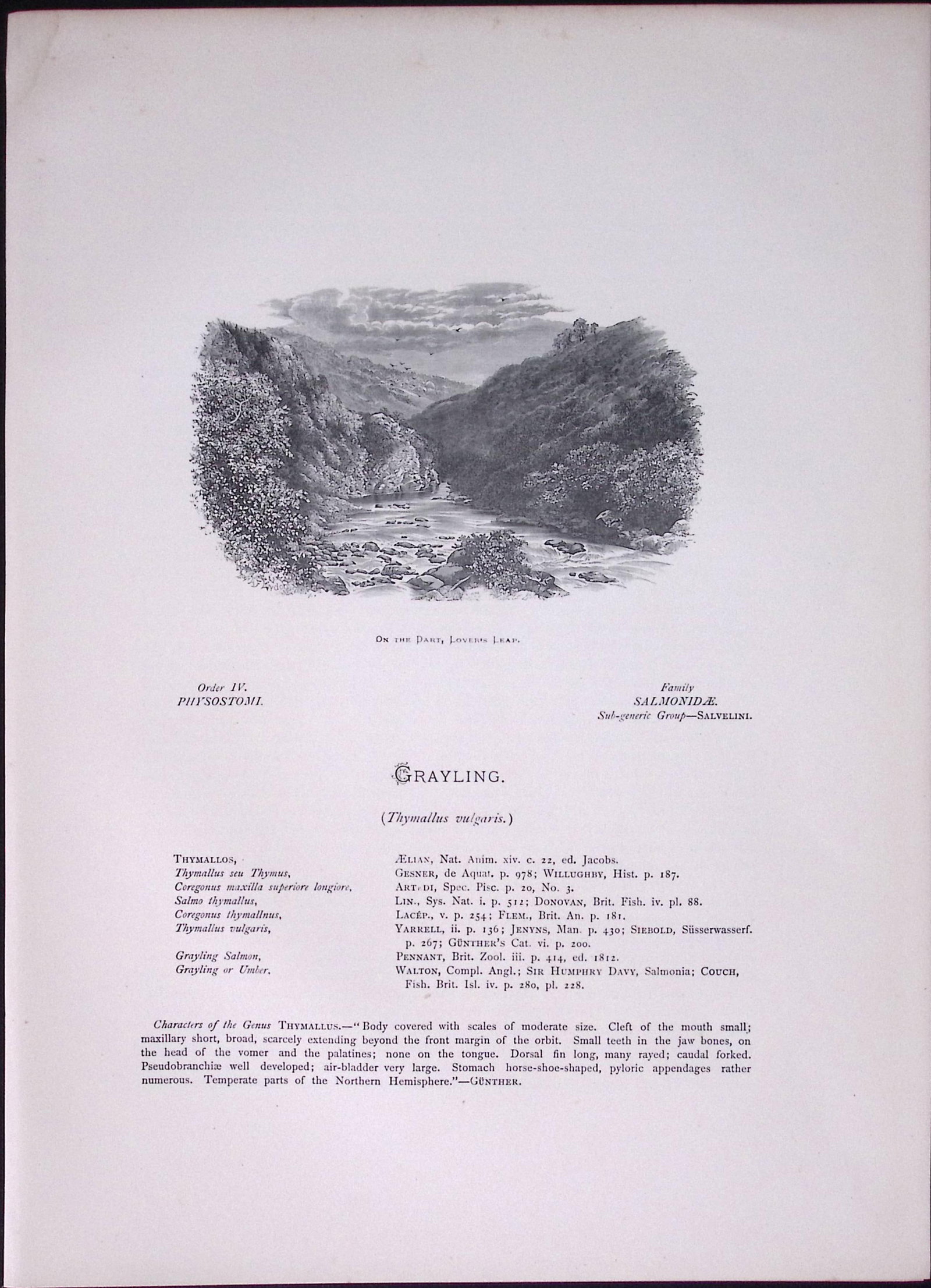 Grayling, Gwyniad, Vendace Rev Houghton British Freshwater Fish 1879 Scarce Engraving-10 - 2