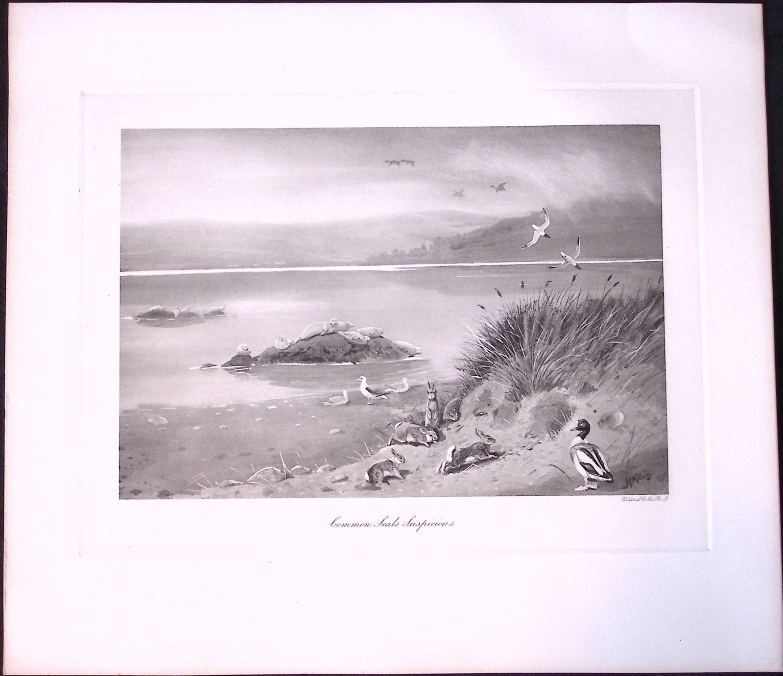 Job-Lot J.G. Millais Rare Limited-Edition Seal Family Species Antique Prints-15 - 2