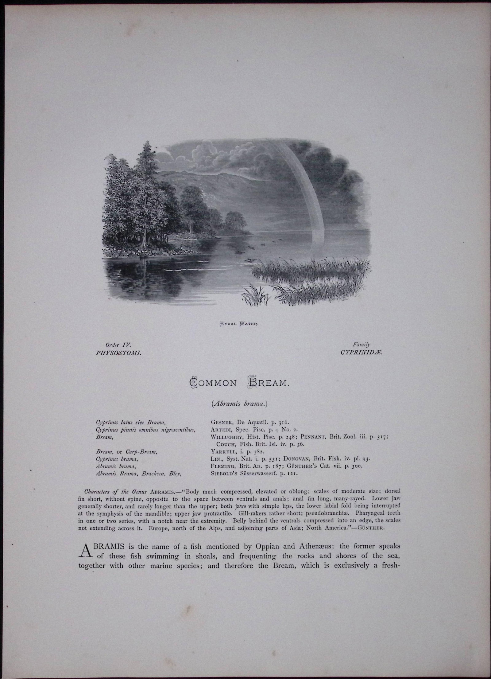 Common Bream Rev Houghton British Freshwater Fish 1879 Scarce Engraving-28 - 2