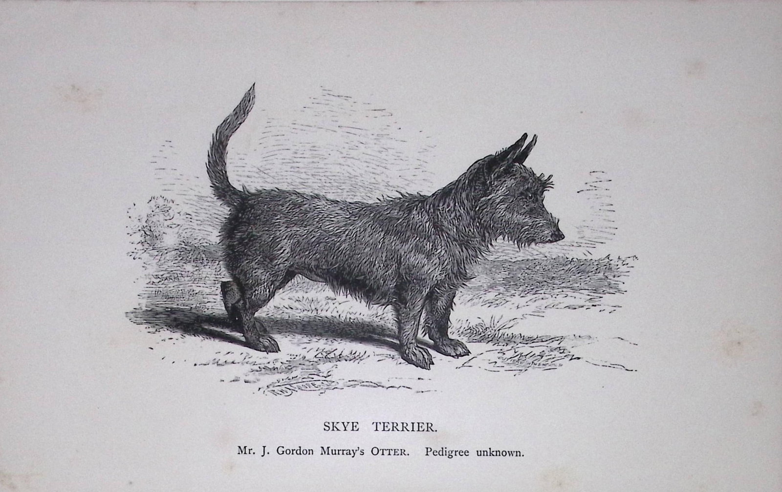 Skye Terrier British Dogs by Hugh Dalziel 1889 Antique Book Plate-61: Title: Skye Terrier British Dogs by Hugh Dalziel 1889 Antique Book Plate-61 Description: This Antique Book Plate Was Removed from a Edition of British Dogs by Hugh Dalziel 1889. Each Print