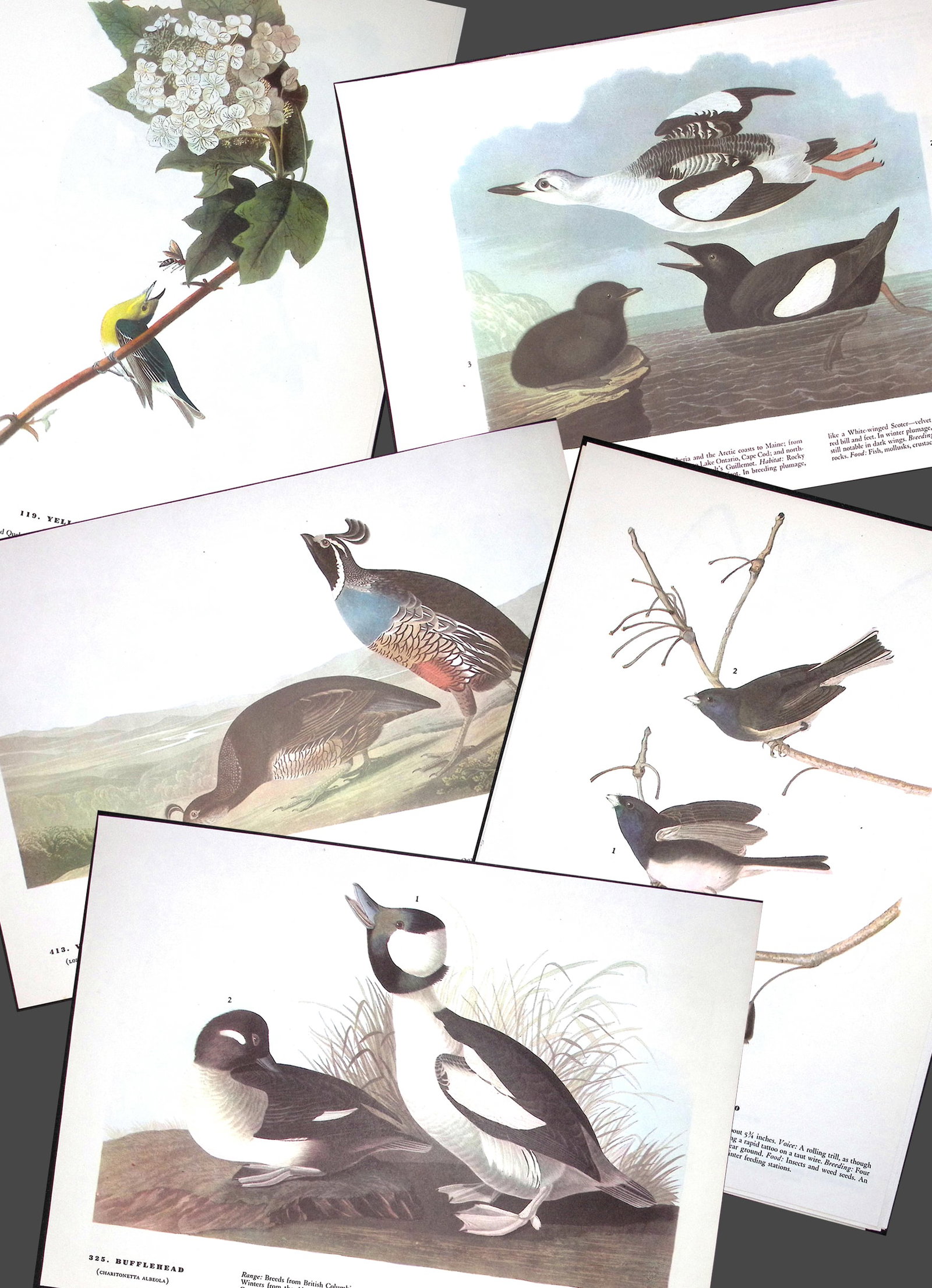 Job-Lot John James Audubon Birds of America 72-Year-Old Coloured Book Plates-13: Title: Job-Lot John James Audubon Birds of America 72-Year-Old Coloured Book Plates-13 Description: This Collection of 5 Double-Sided Vintage Prints Has Been Removed from an Edition of.
