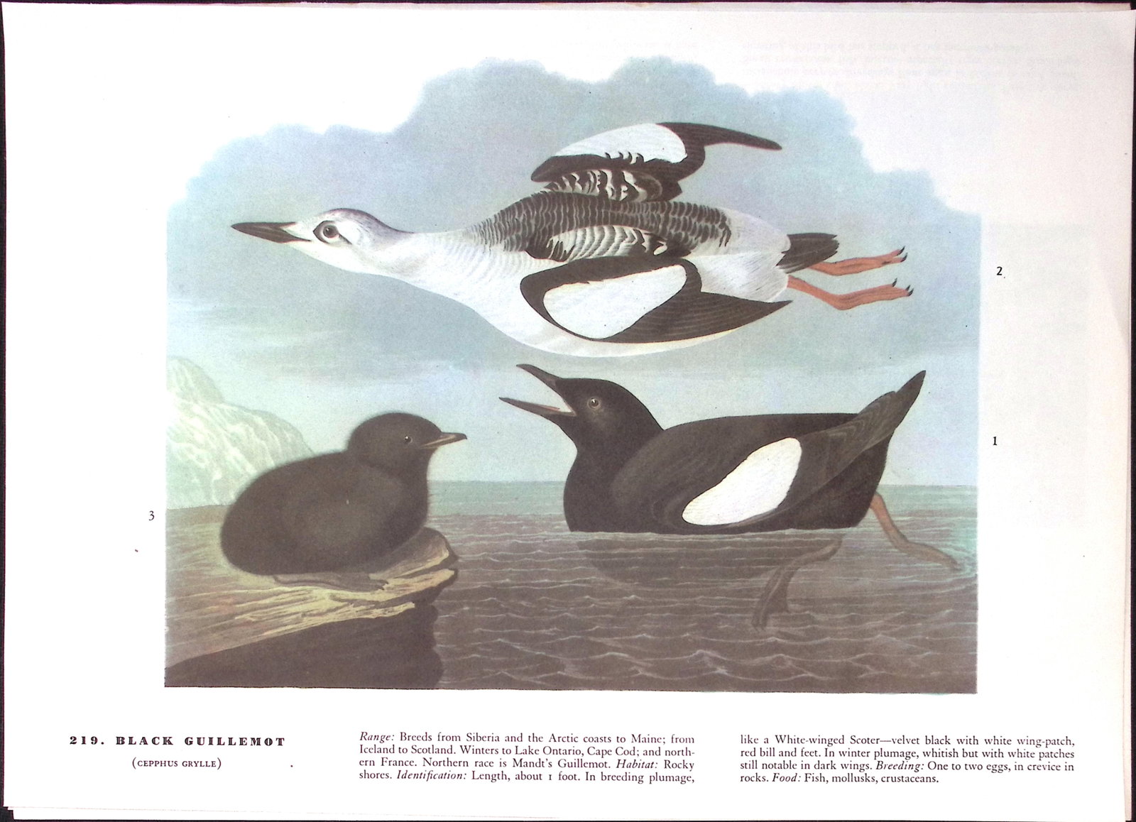 Job-Lot John James Audubon Birds of America 72-Year-Old Coloured Book Plates-13 - 3