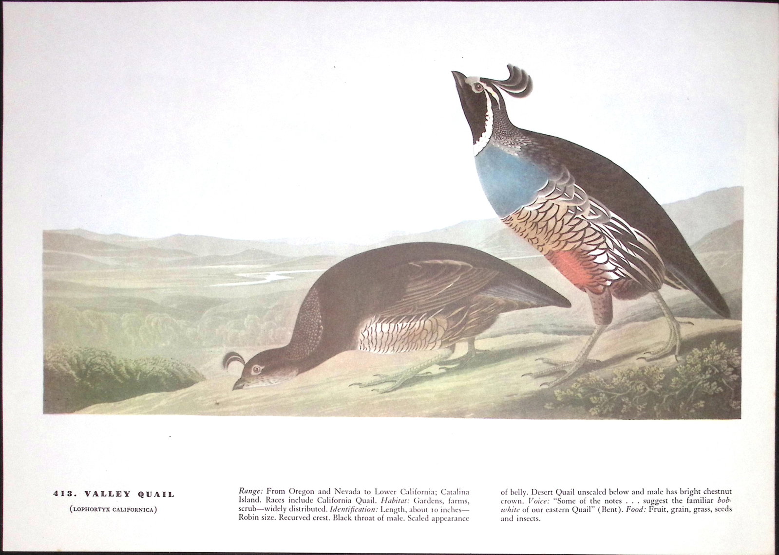 Job-Lot John James Audubon Birds of America 72-Year-Old Coloured Book Plates-13 - 4