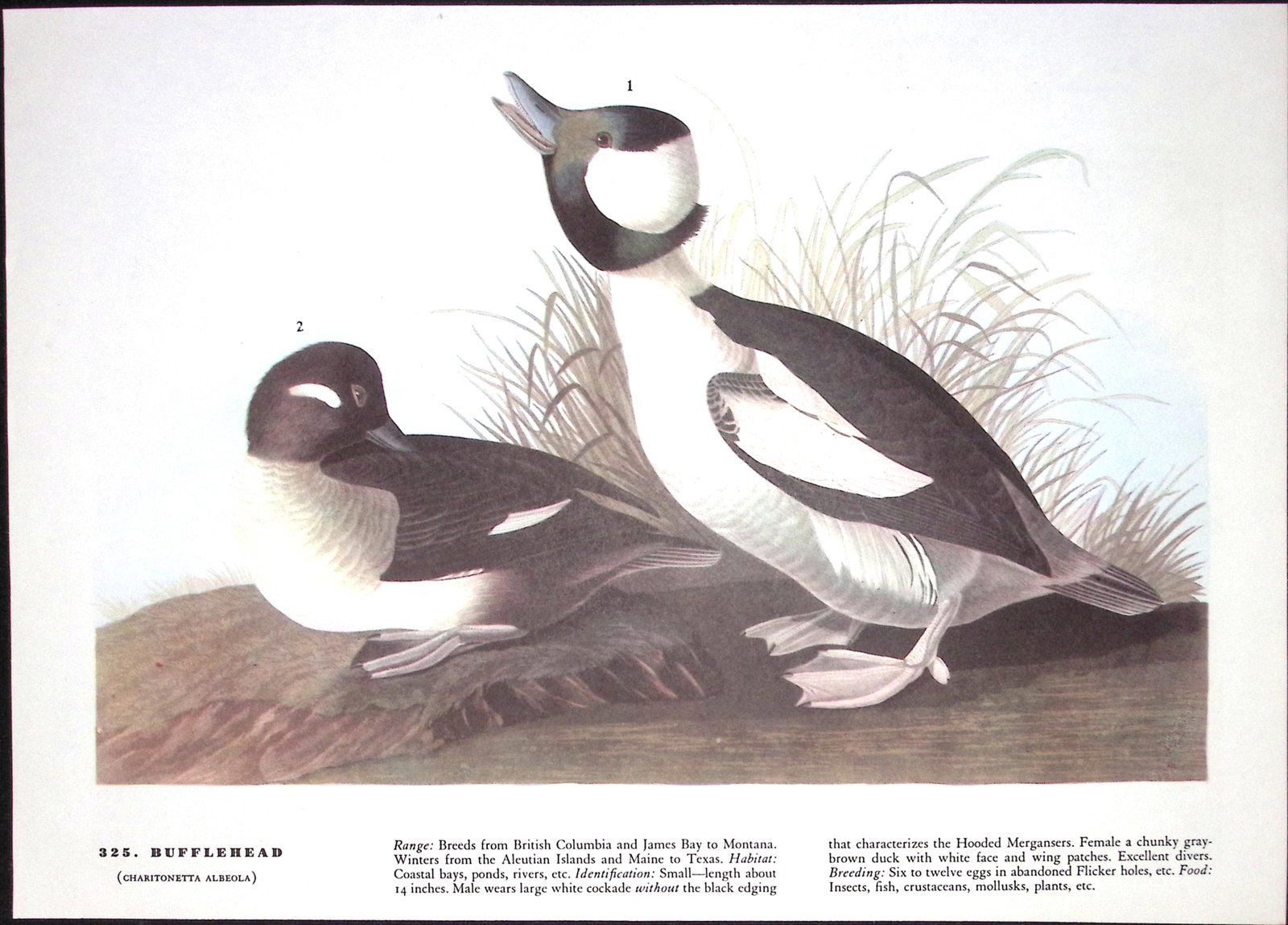 Job-Lot John James Audubon Birds of America 72-Year-Old Coloured Book Plates-13 - 6