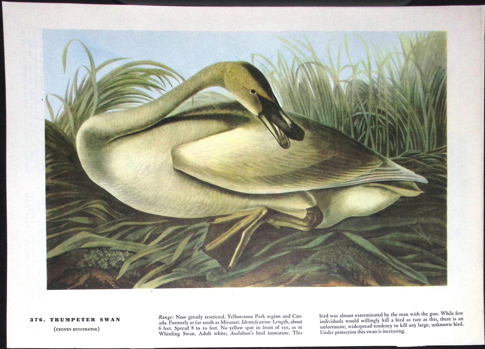 Job-Lot John James Audubon Birds of America 72-Year-Old Coloured Book Plates-25 - 2