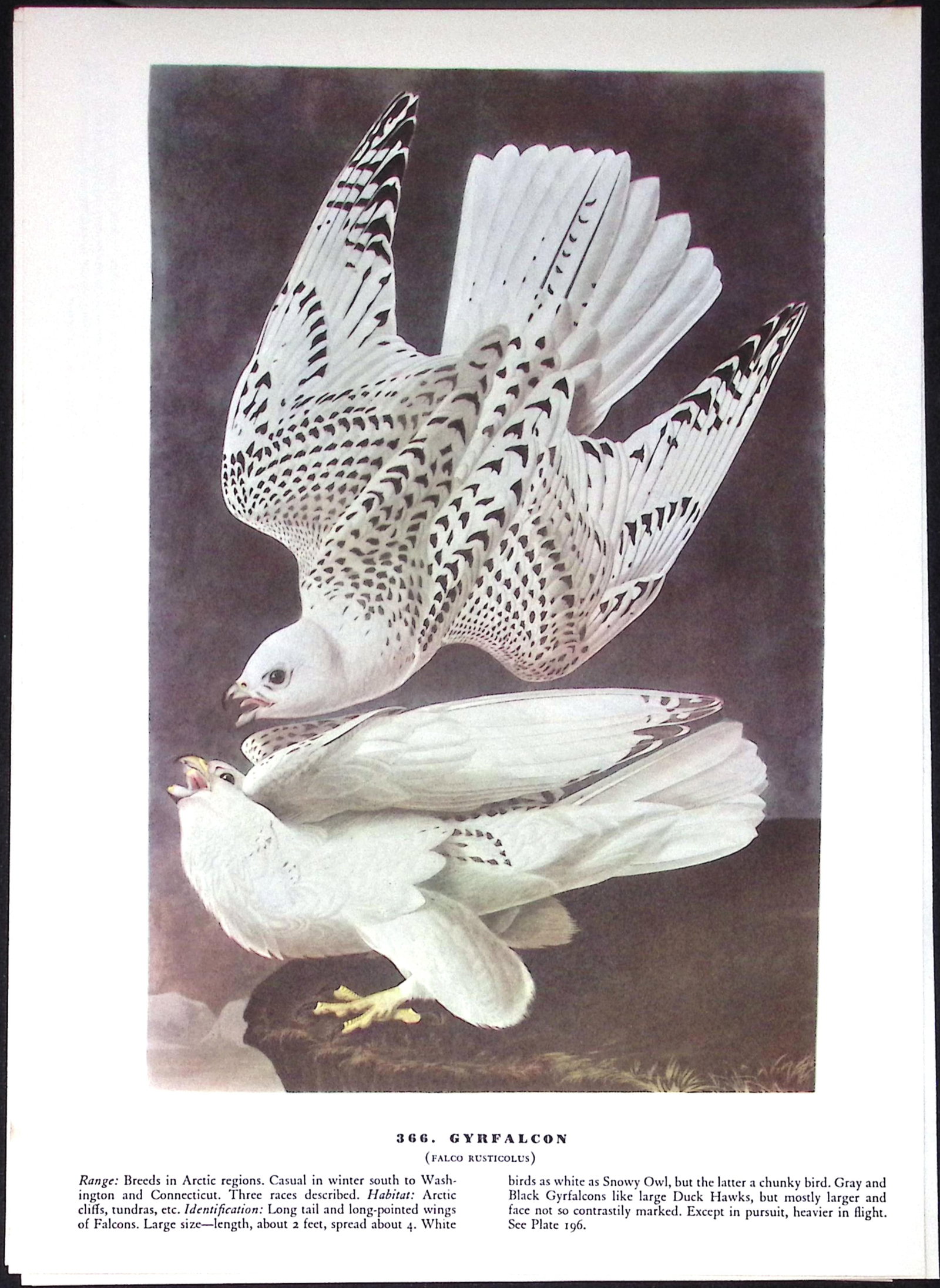 Job-Lot John James Audubon Birds of America 72-Year-Old Coloured Book Plates-25 - 4