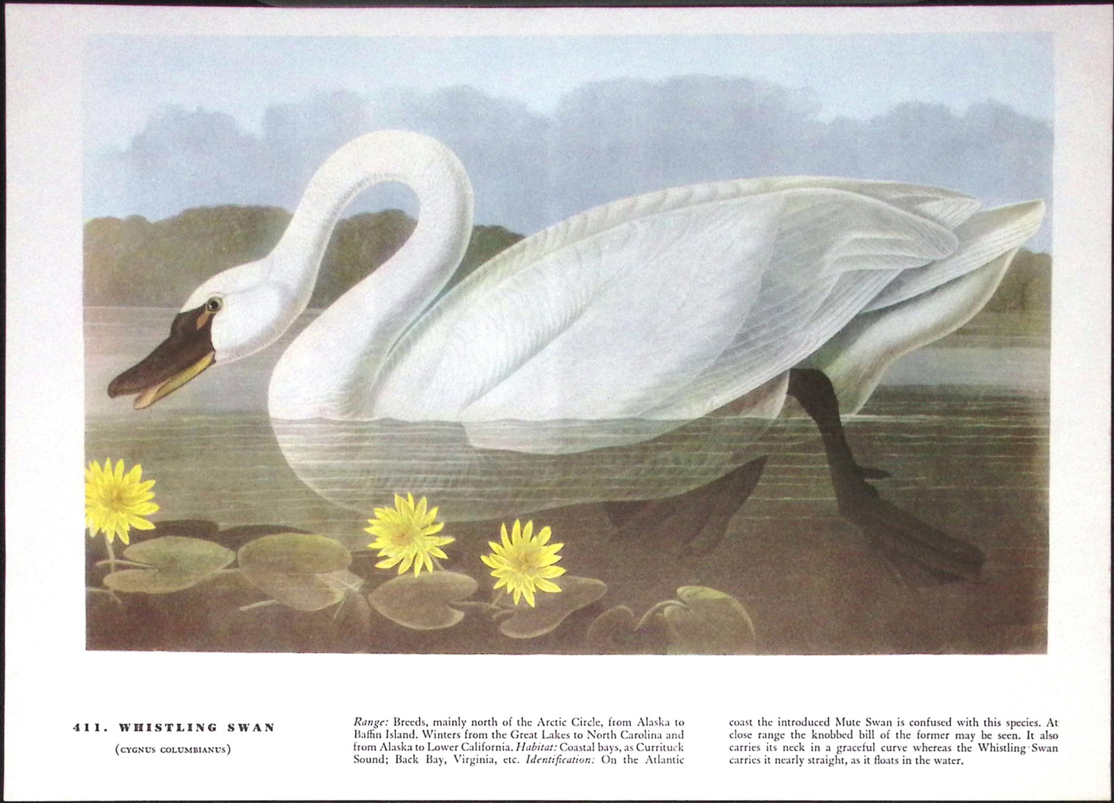 Job-Lot John James Audubon Birds of America 72-Year-Old Coloured Book Plates-25 - 6
