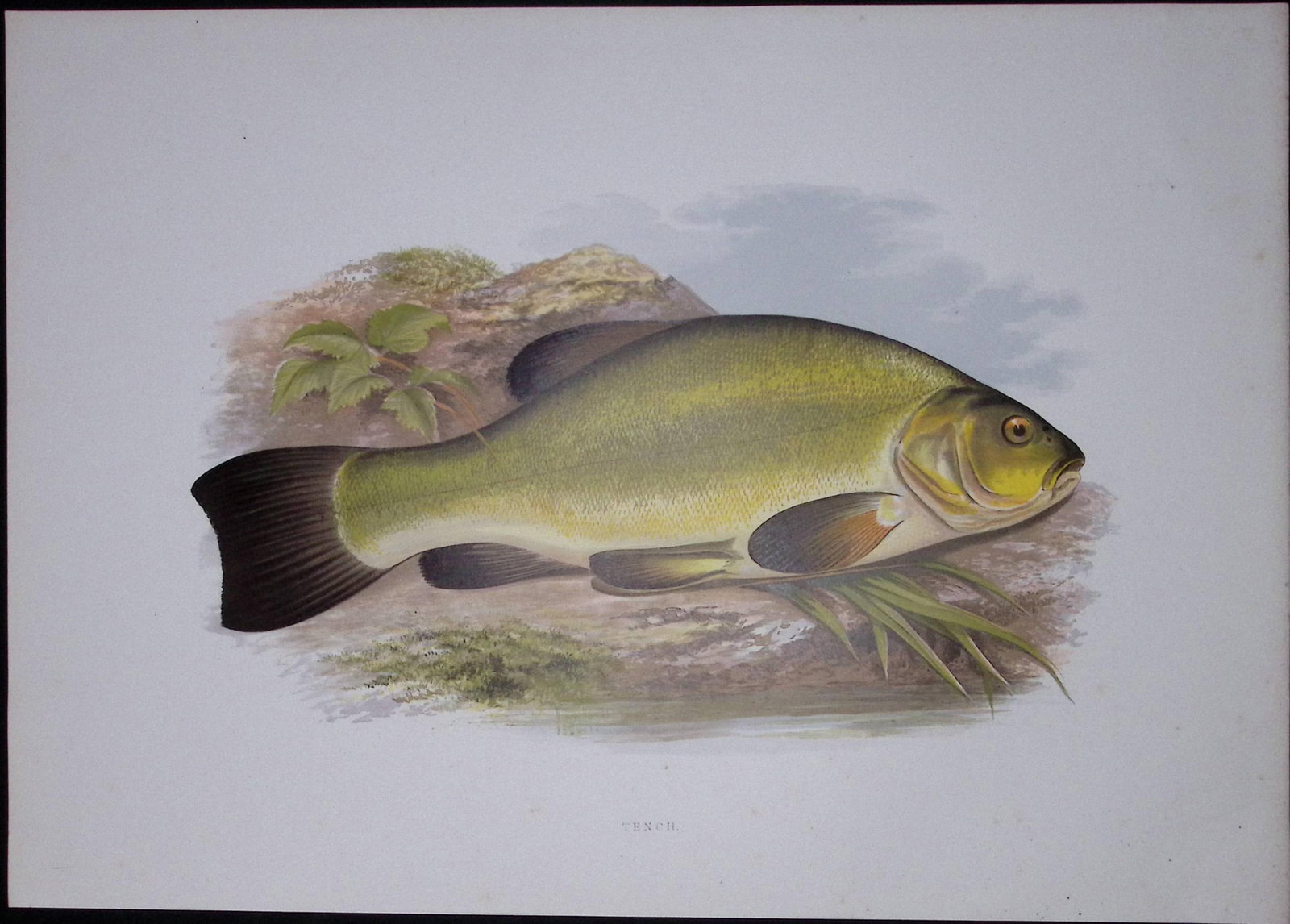 Tench Rev Houghton British Freshwater Fish 1879 Scarce Engraving-30: Title: Tench Rev Houghton British Freshwater Fish 1879 Scarce Engraving-30 Description: This First Edition Wood Engraving Print Was Removed from an Antique Edition. From The Library of Hig