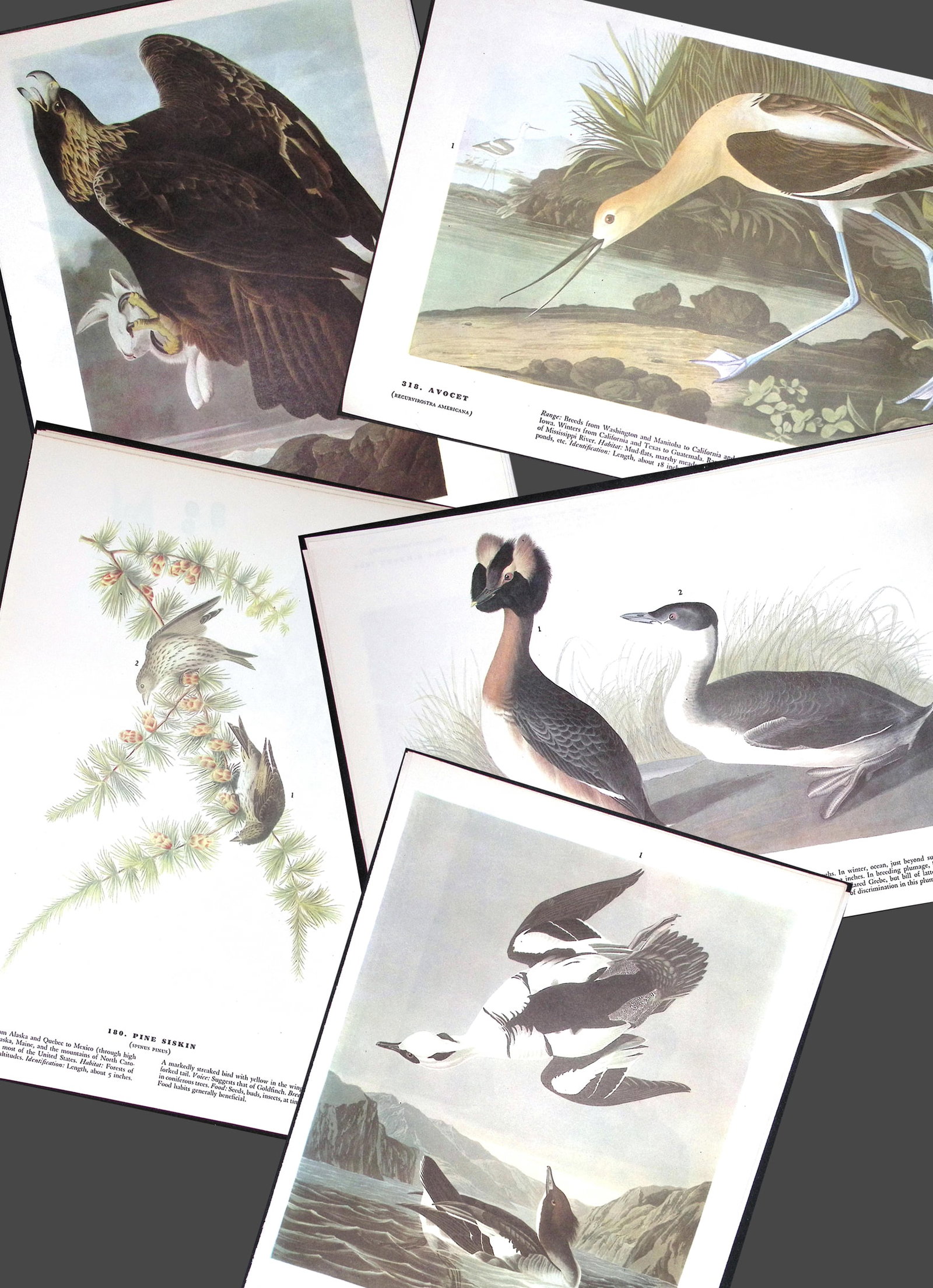 Job-Lot John James Audubon Birds of America 72-Year-Old Coloured Book Plates-17: Title: Job-Lot John James Audubon Birds of America 72-Year-Old Coloured Book Plates-17 Description: This Collection of 5 Double-Sided Vintage Prints Has Been Removed from an Edition