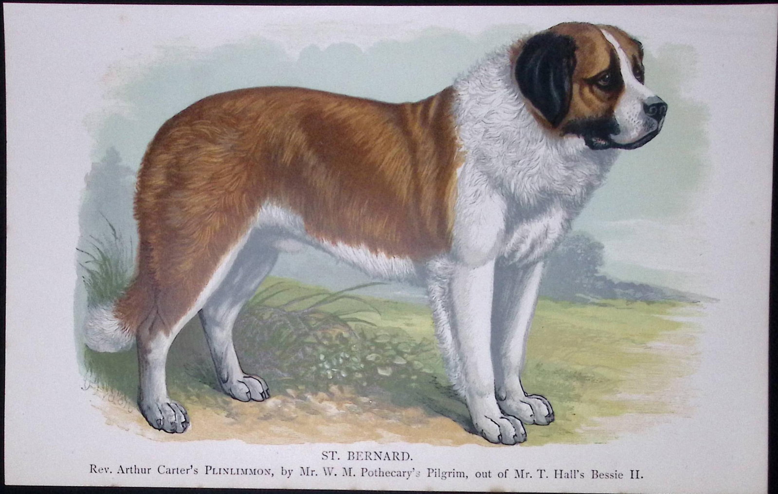 St Bernard British Dogs by Hugh Dalziel 1889 Antique Coloured Book Plate-10: Title: St Bernard British Dogs by Hugh Dalziel 1889 Antique Coloured Book Plate-10 Description: This Antique Book Plate Was Removed from a Edition of British Dogs by Hugh Dalziel 1889. Each Print