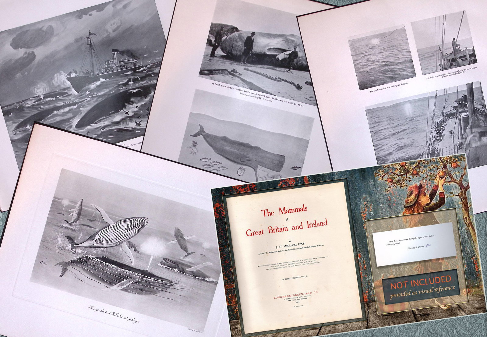 Job-Lot J.G. Millais Rare Limited-Edition Whales Family Species Antique Prints-8 (1 of 7)