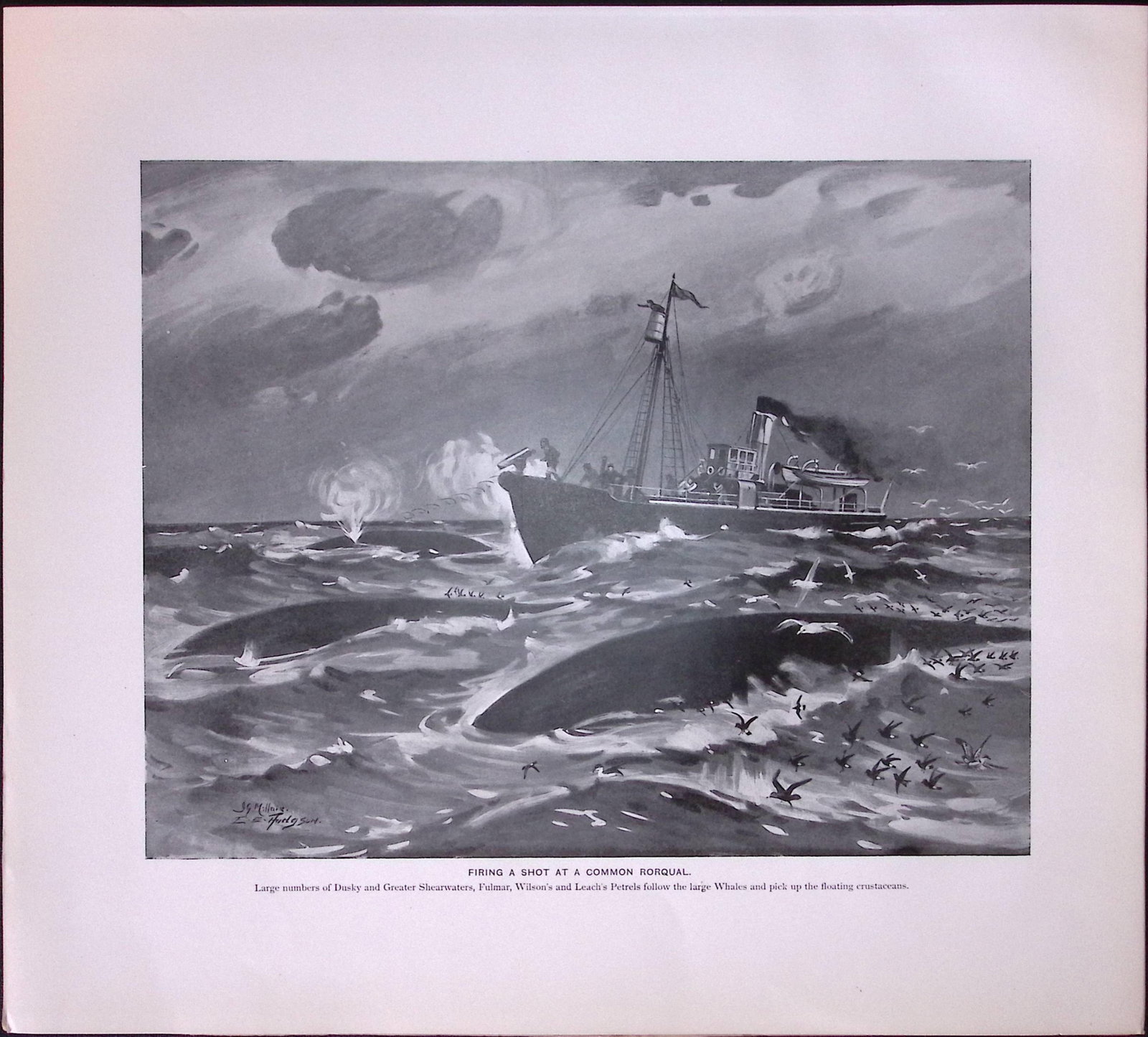 Job-Lot J.G. Millais Rare Limited-Edition Whales Family Species Antique Prints-8 - 2