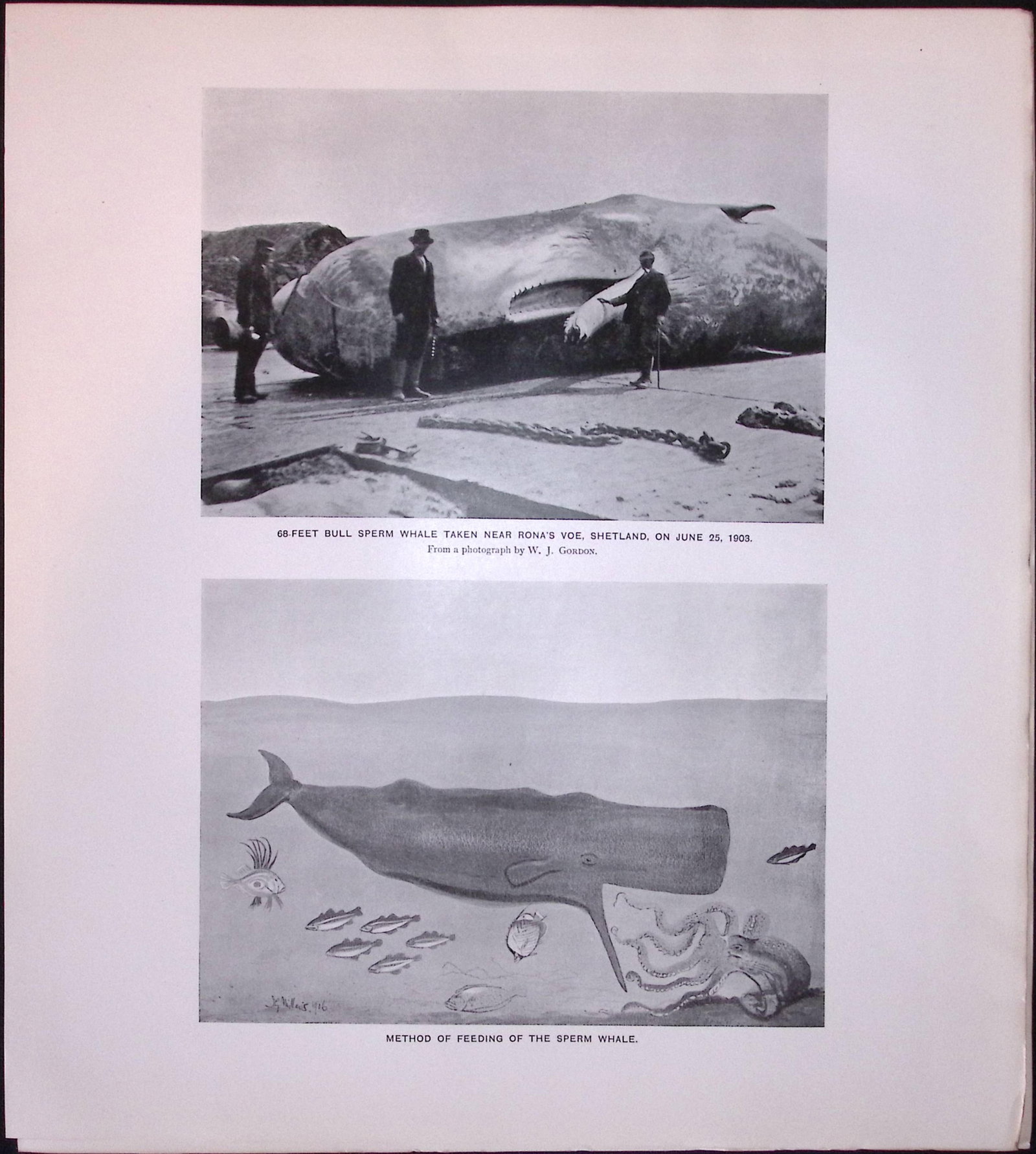 Job-Lot J.G. Millais Rare Limited-Edition Whales Family Species Antique Prints-8 - 4